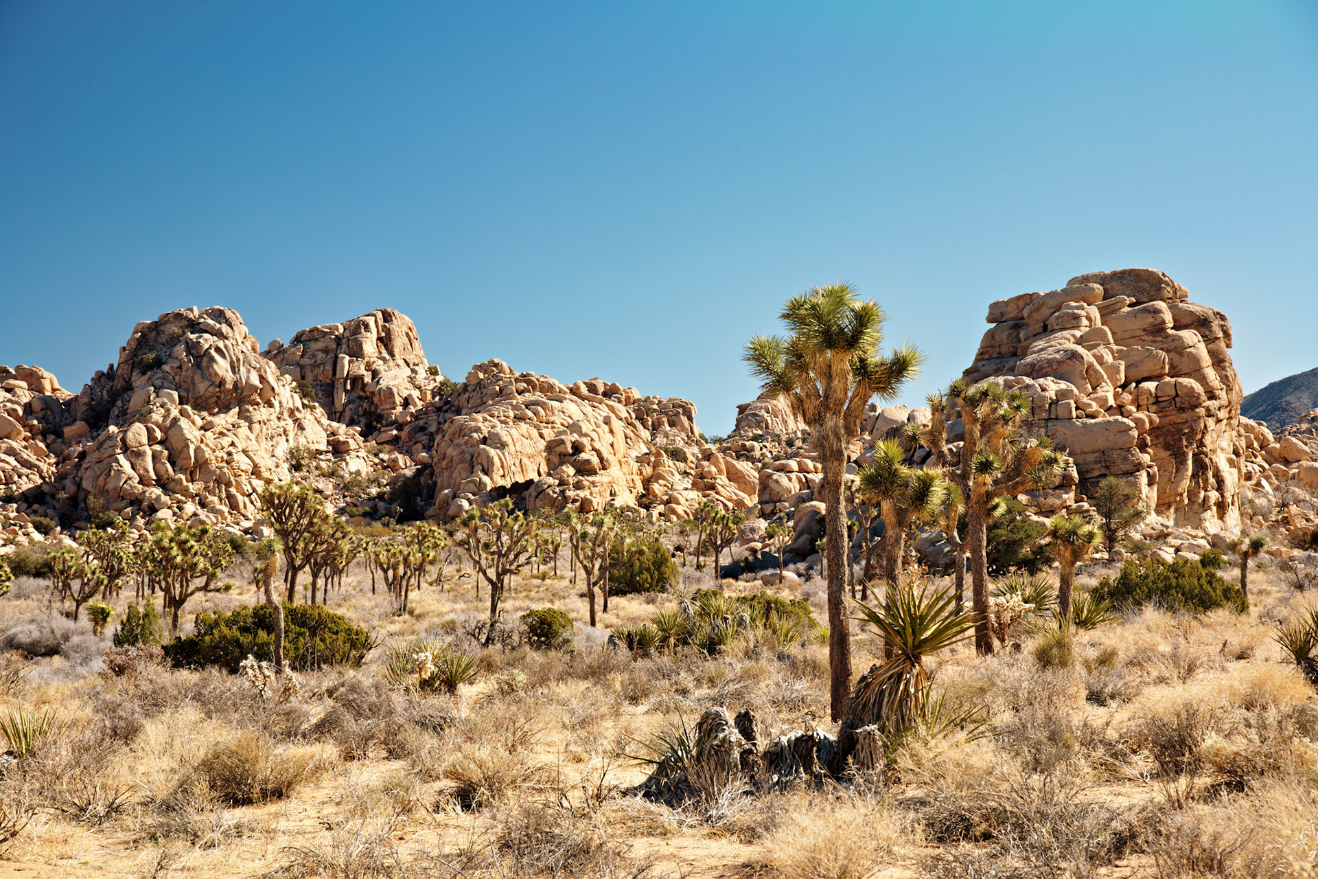 CA_PalmSprings_20090115_0211_PS
