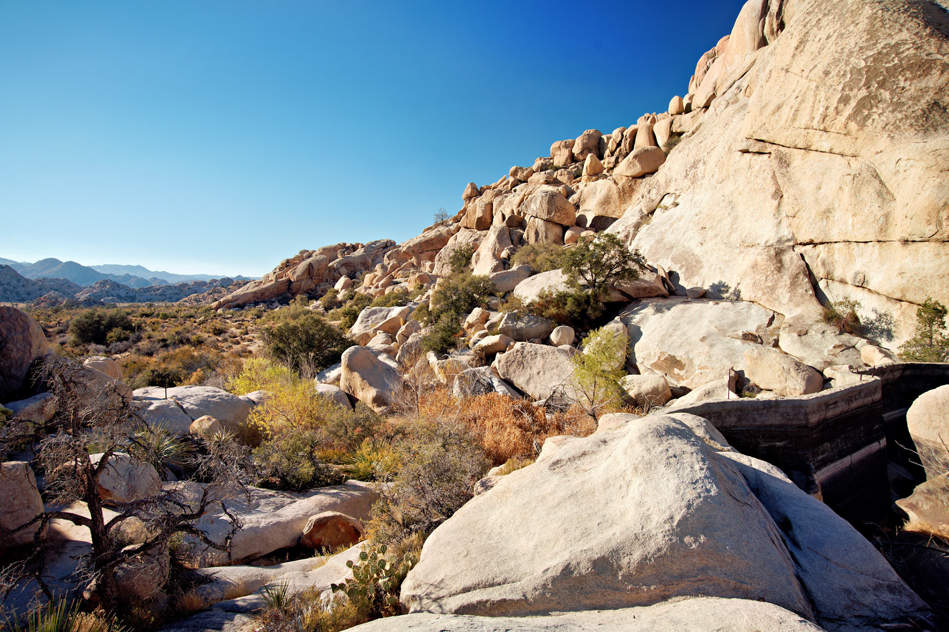 CA_JoshuaTree_20111114_0214_PS