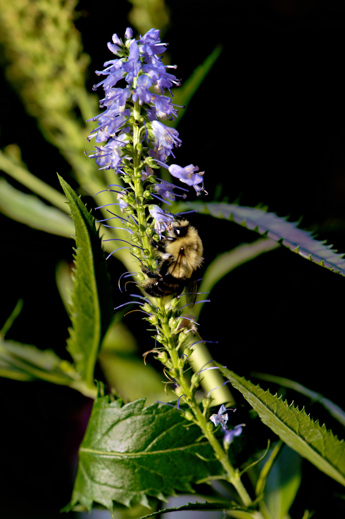 Insects_20050717_0078_PS