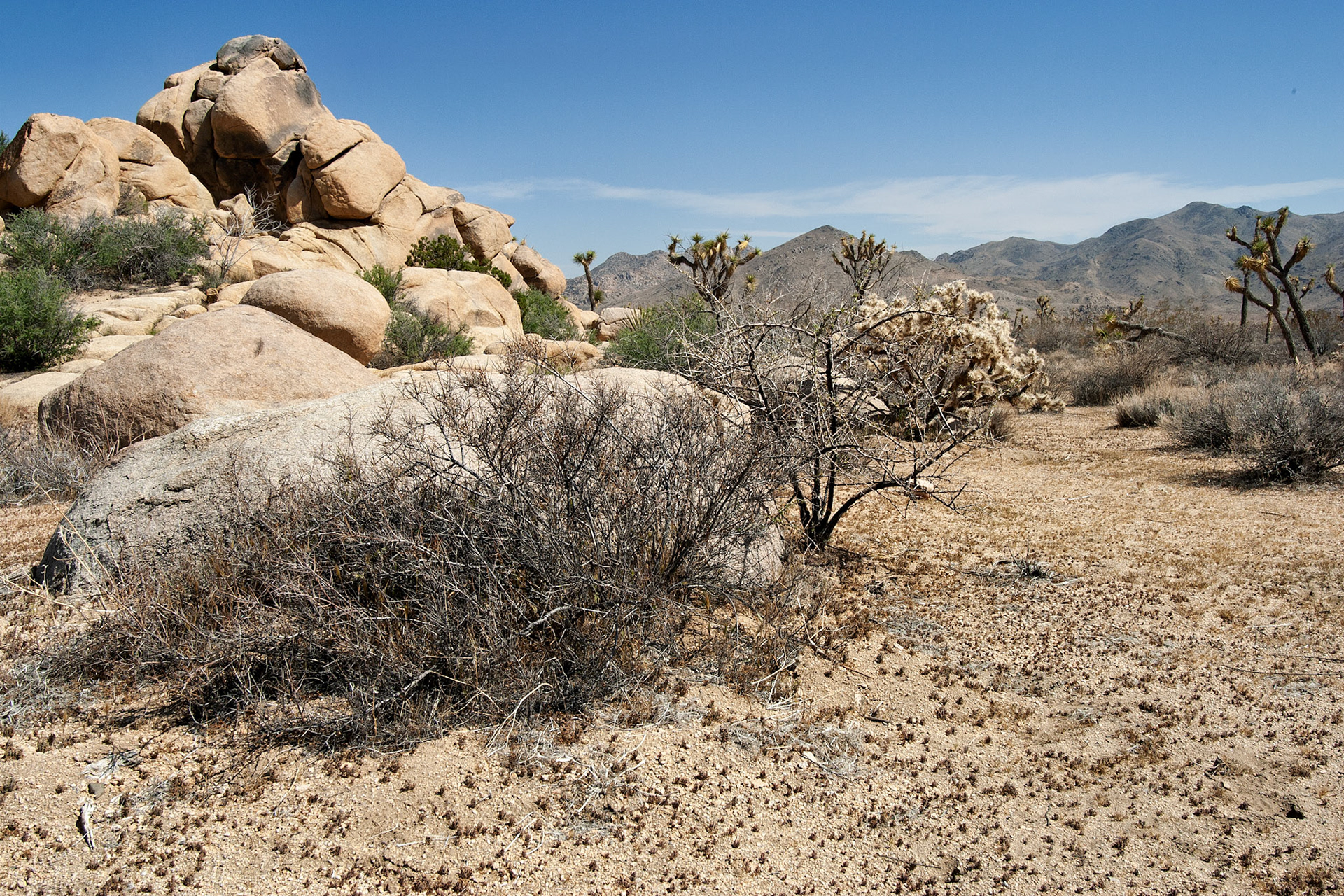 CA_JoshuaTree_20030514_0014_PS