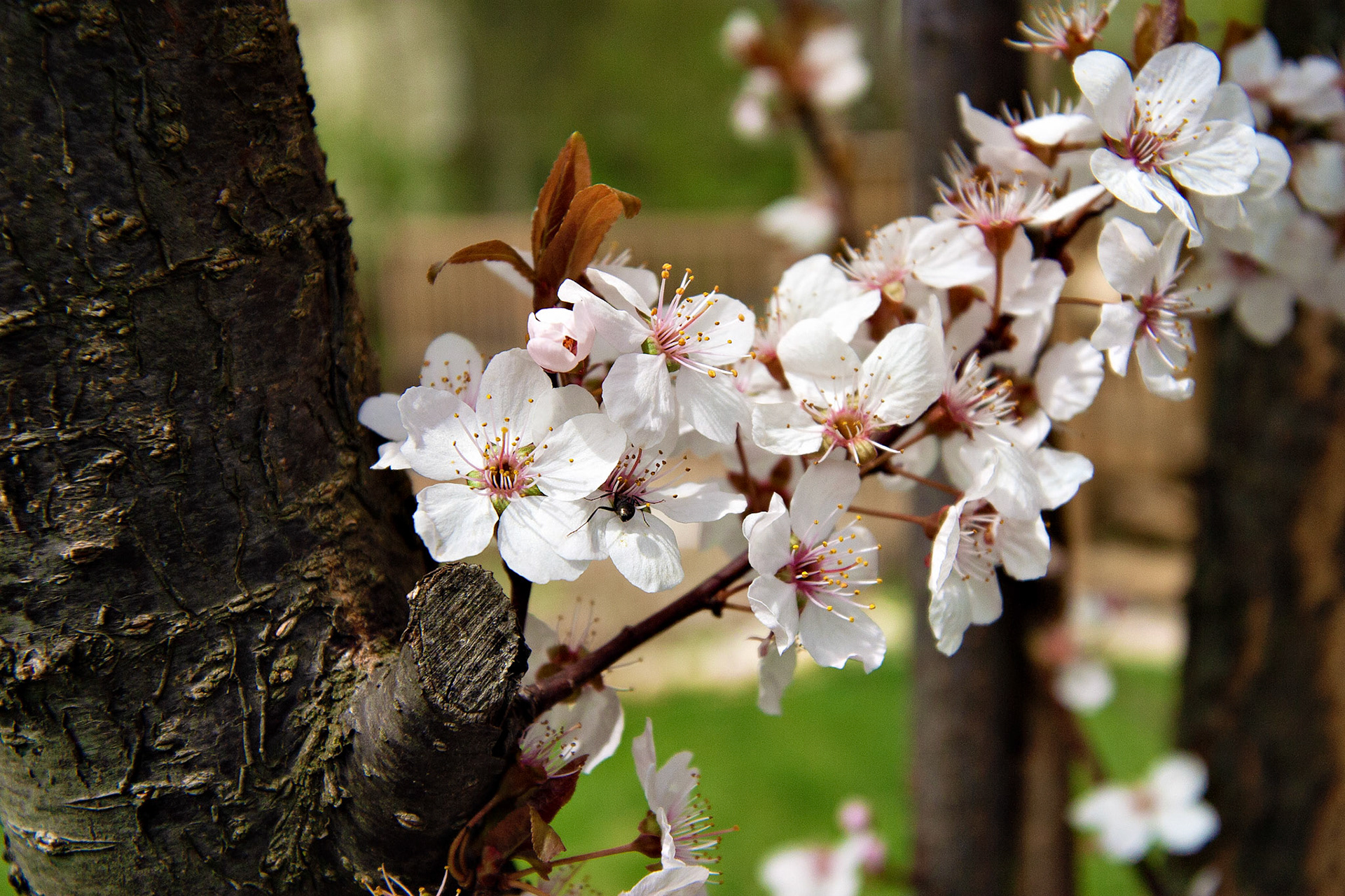 Flowers_20030420_0075_PS