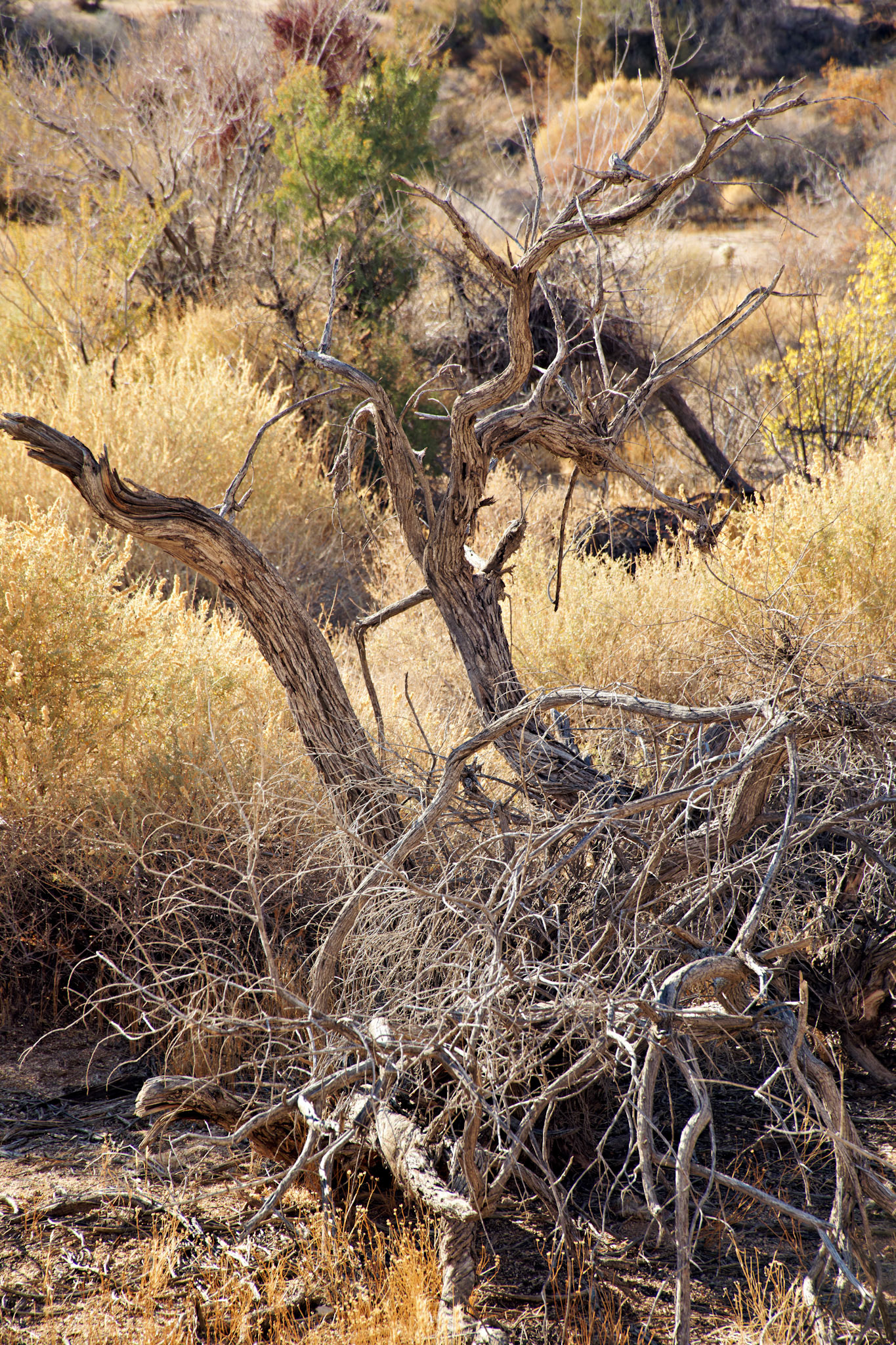 CA_JoshuaTree_20111114_0234_PS