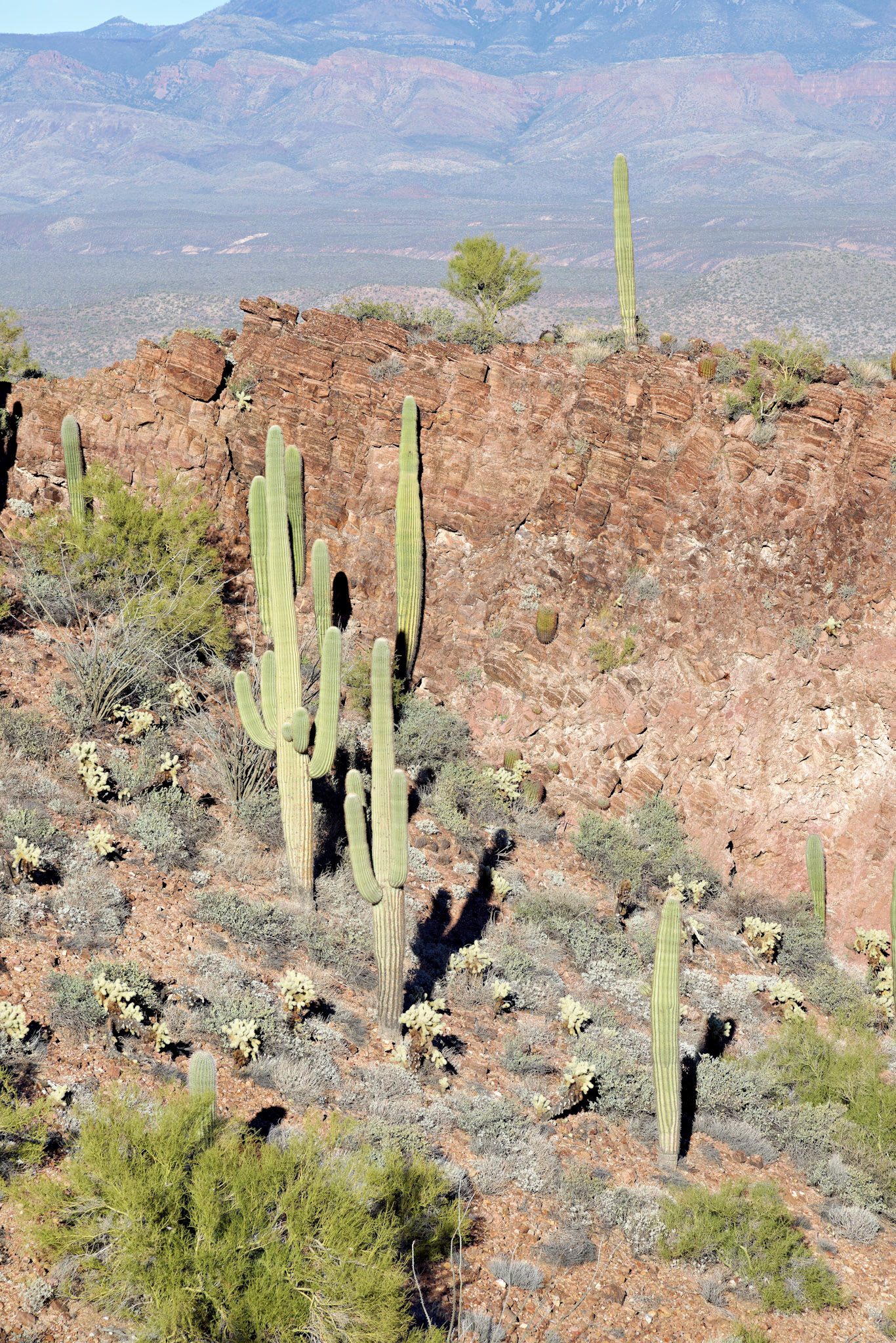AZ_20121210_0444_PS