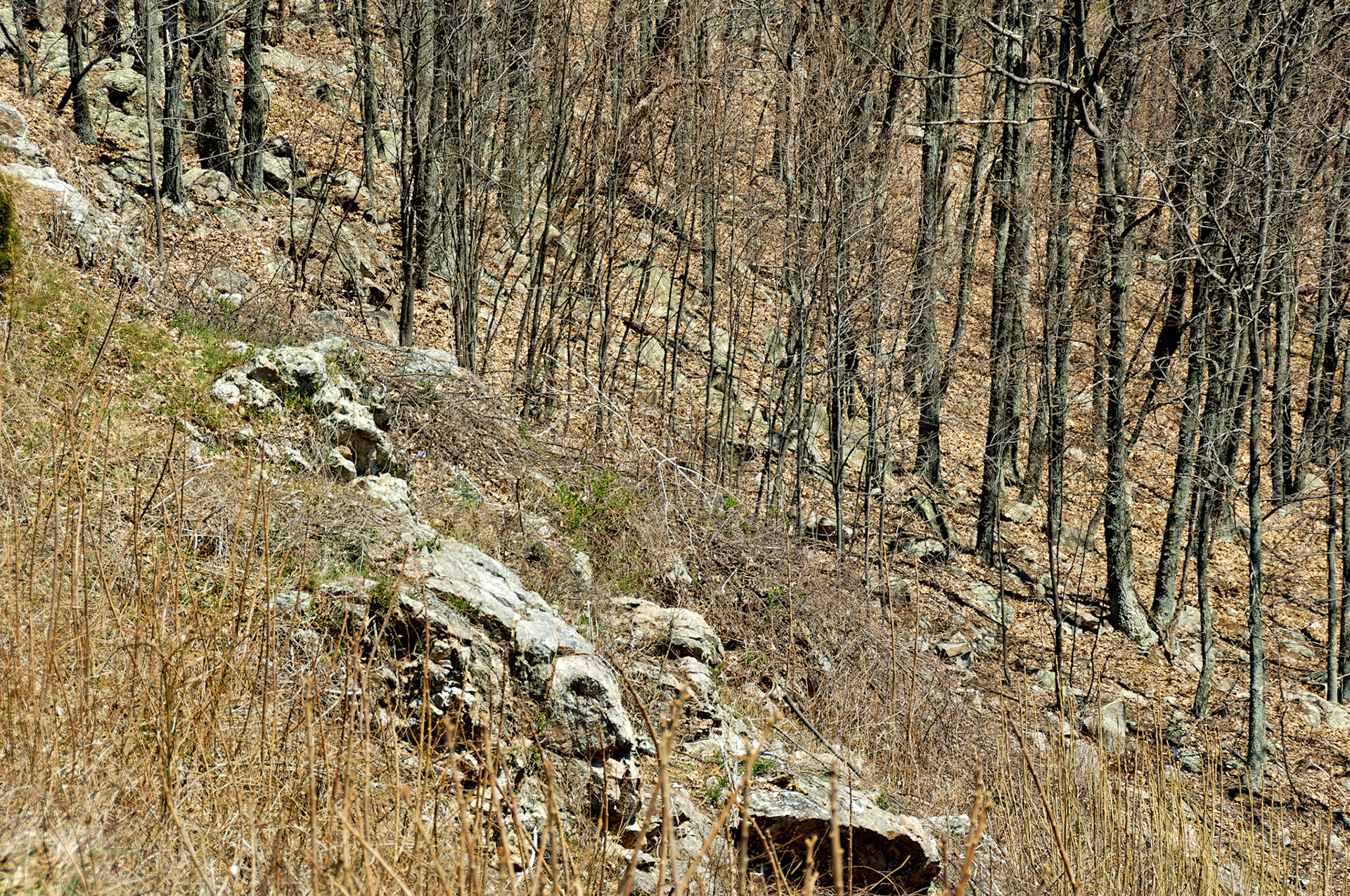 VA_BlueRidge_20060405_0088_PS.tif
