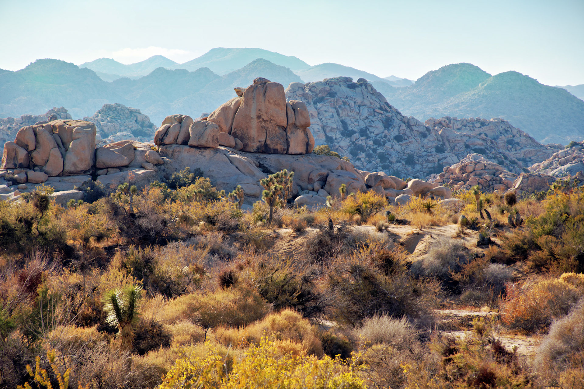 CA_JoshuaTree_20111114_0230_PS