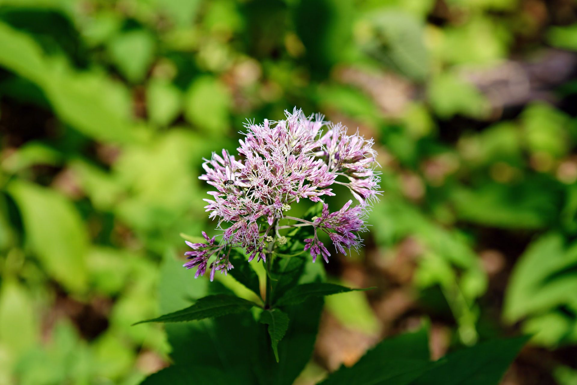 Flowers_20120723_0550_PS
