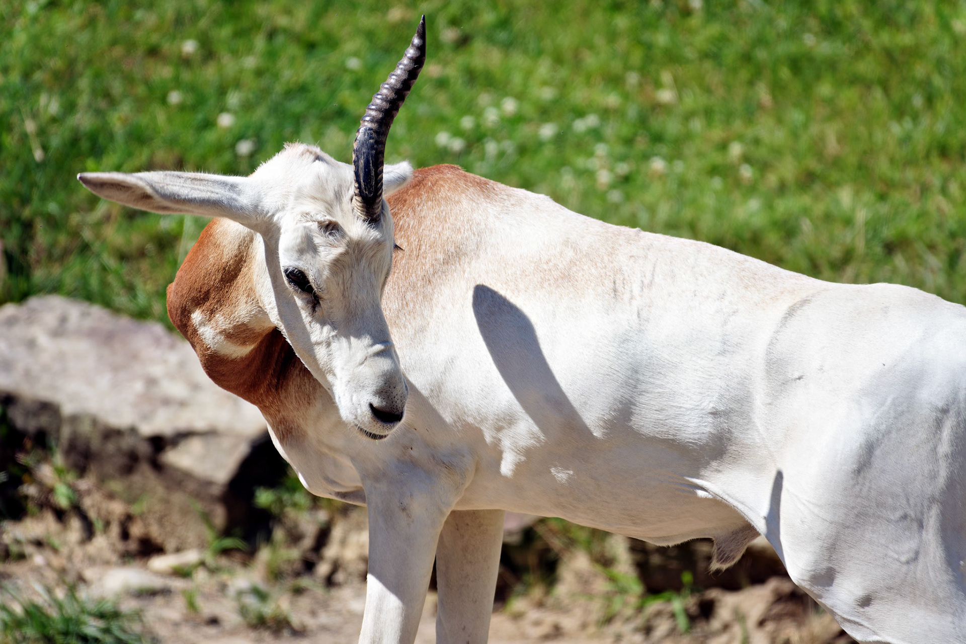 Wildlife_IN_Indianapolis Zoo_20170608_0245_PS
