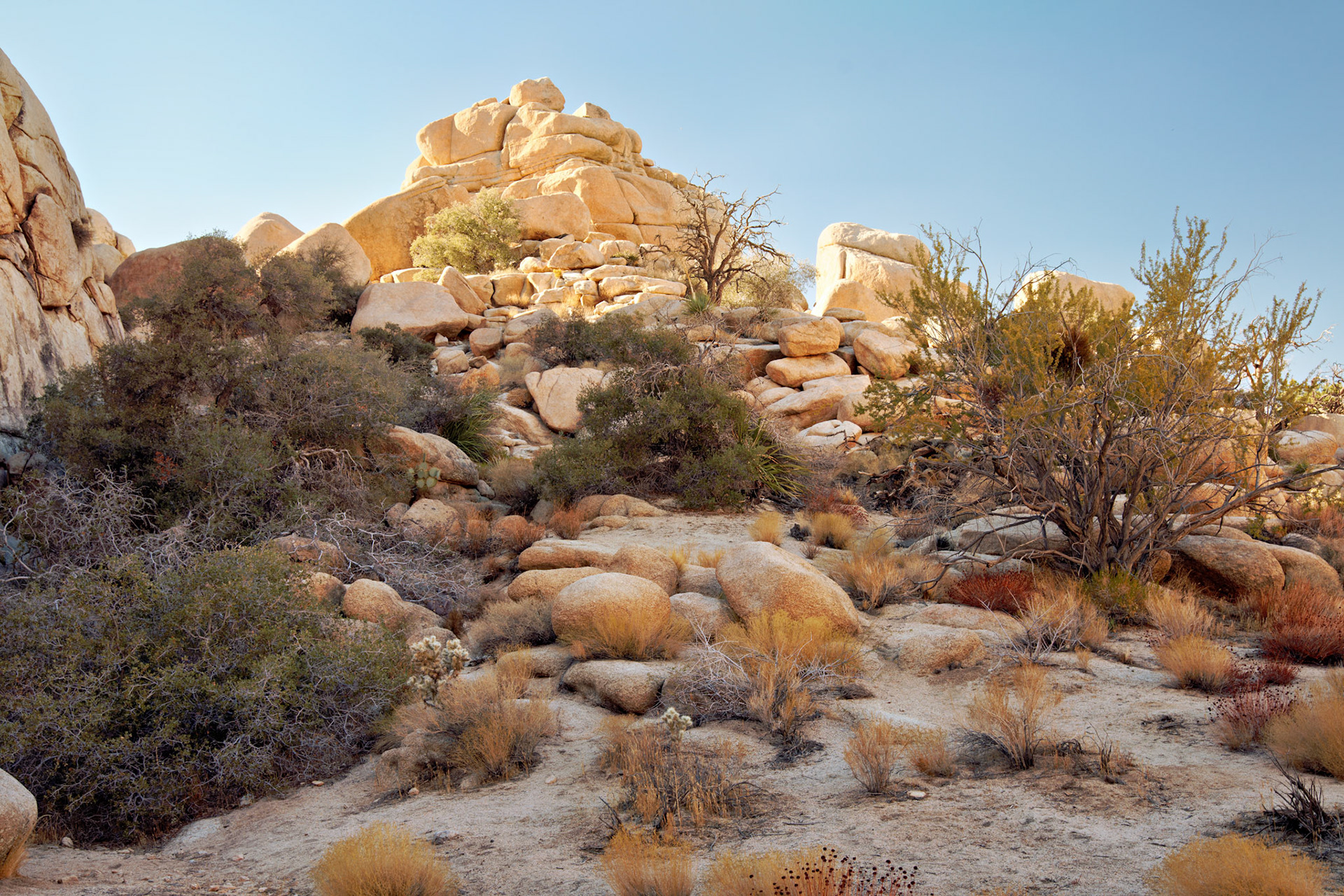 CA_JoshuaTree_20111114_0190_PS