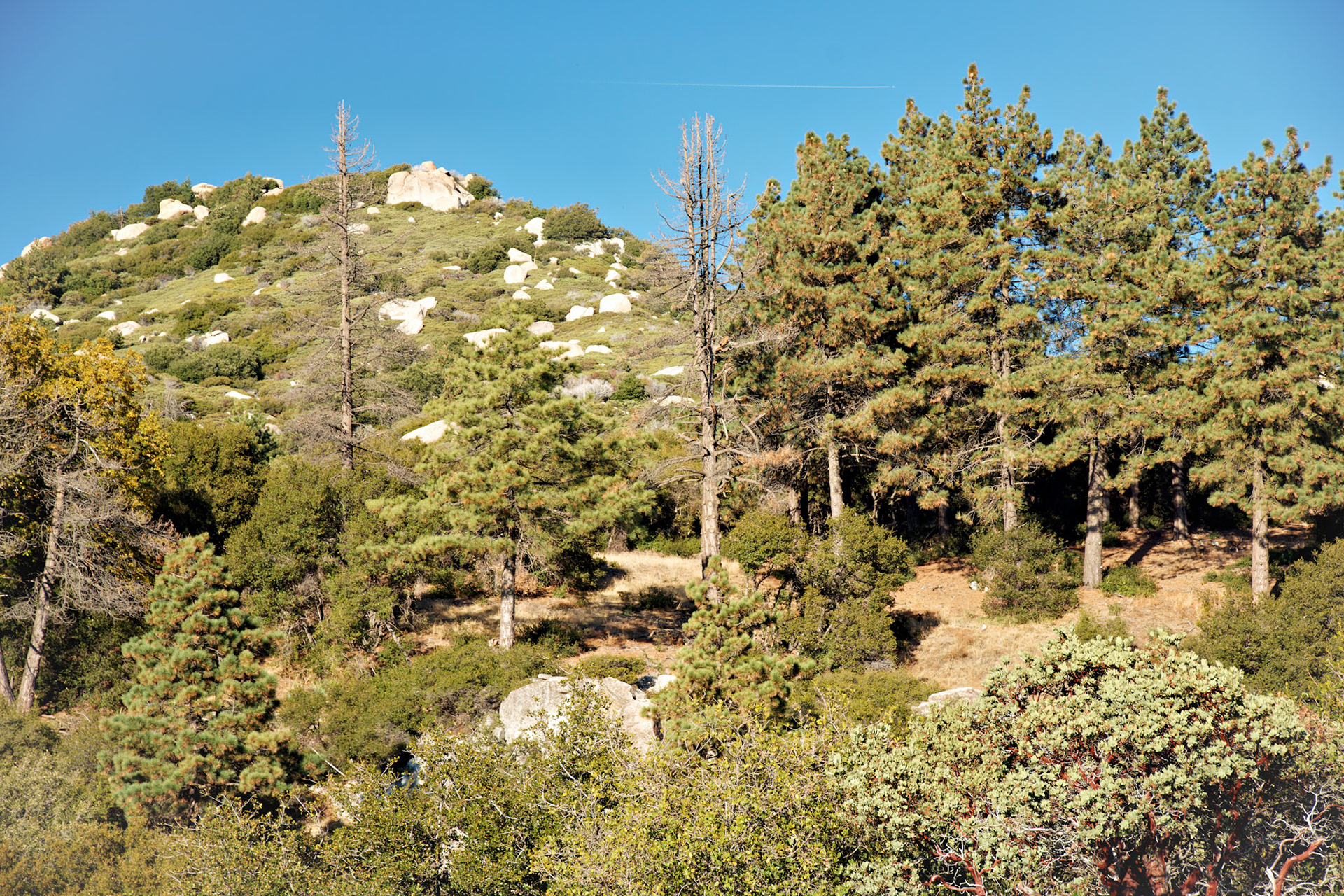 CA_PalmSprings_20111116_0445_PS