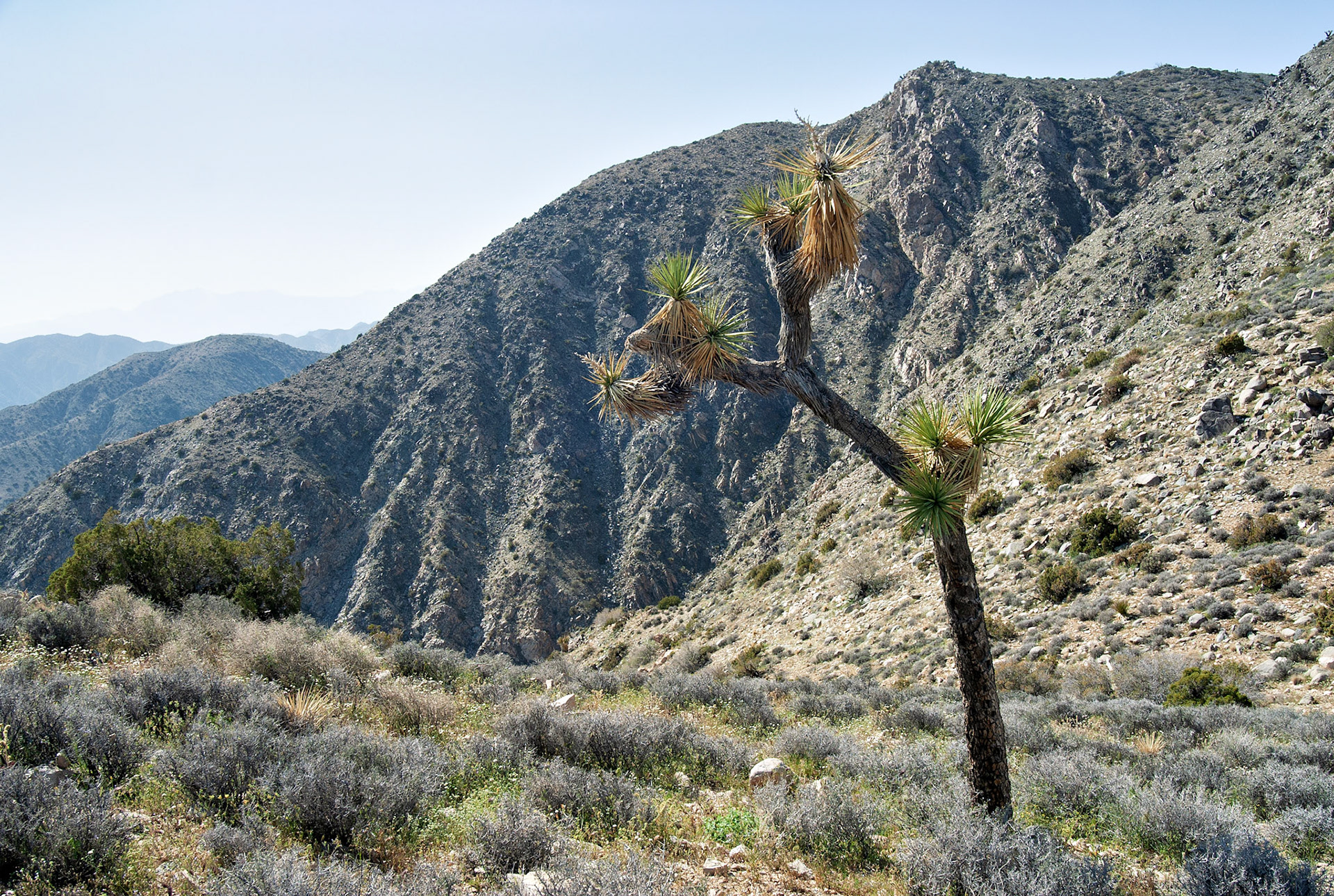 CA_JoshuaTree_20030514_0029_PS