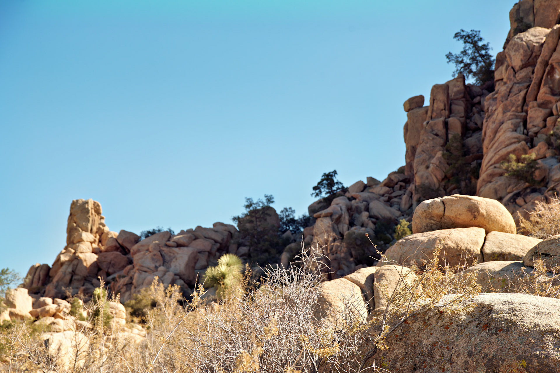 CA_JoshuaTree_20111114_0157_PS