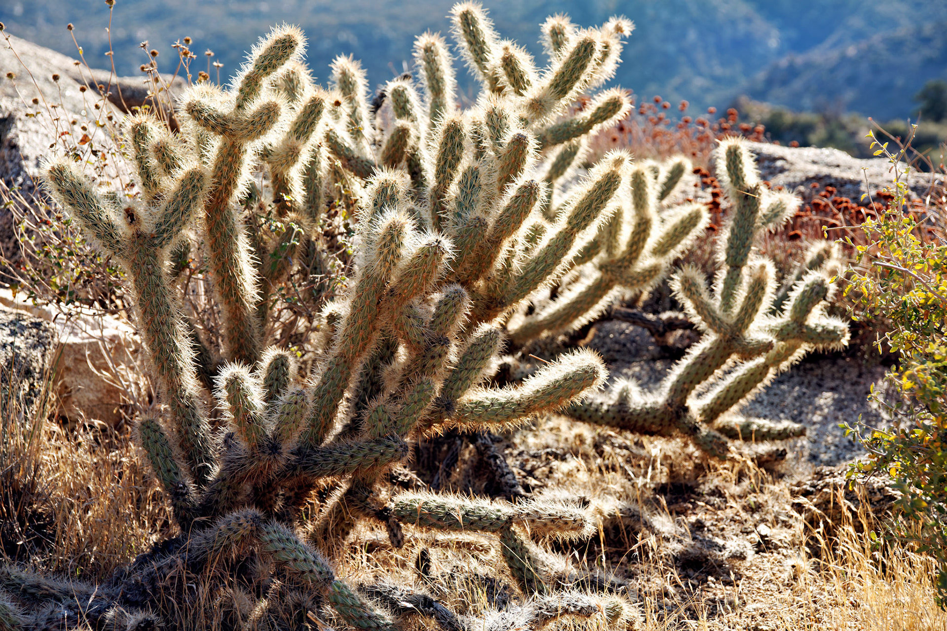 CA_PalmSprings_20111116_0422_PS