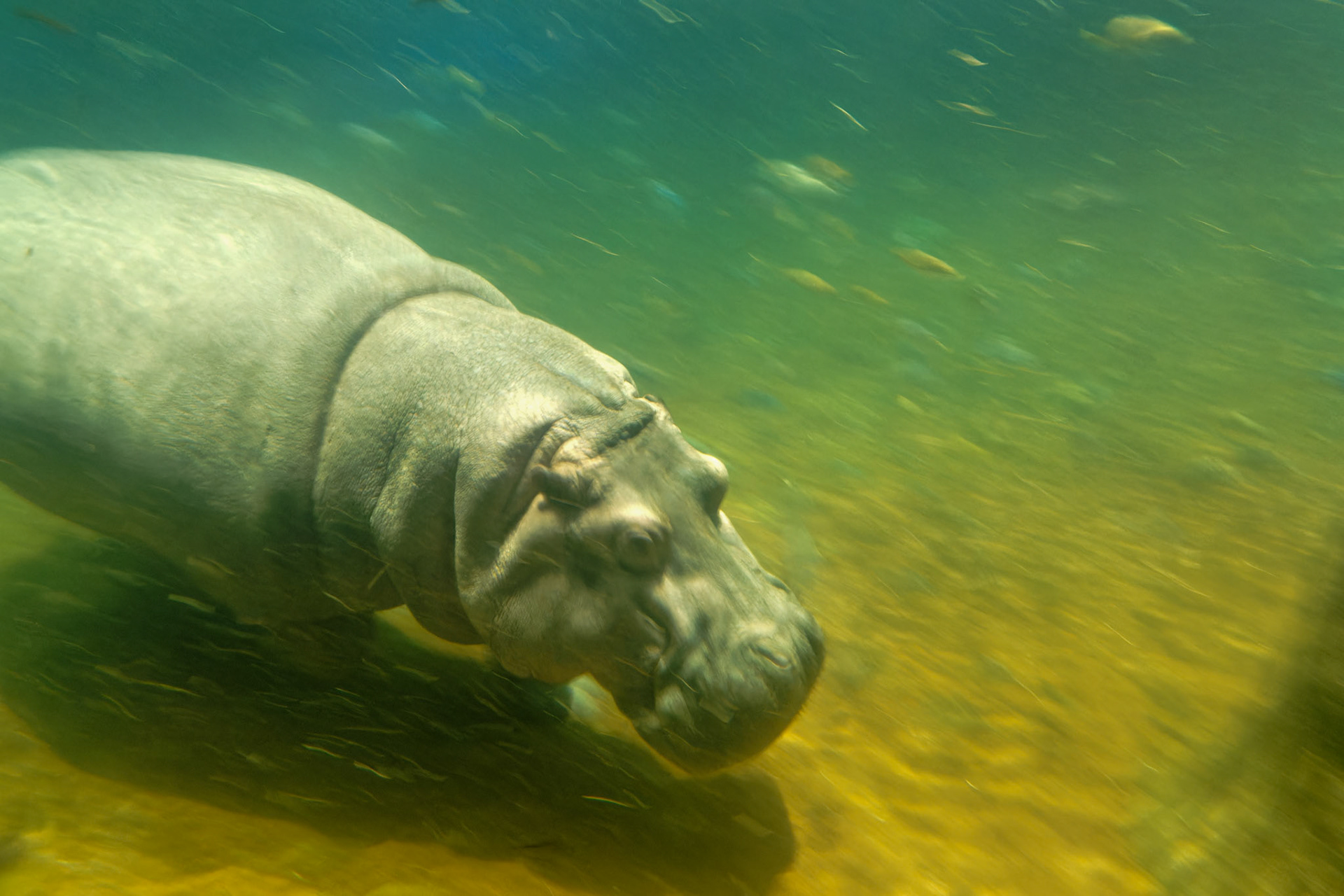 Sealife_Wildlife_20140806_0586_PS