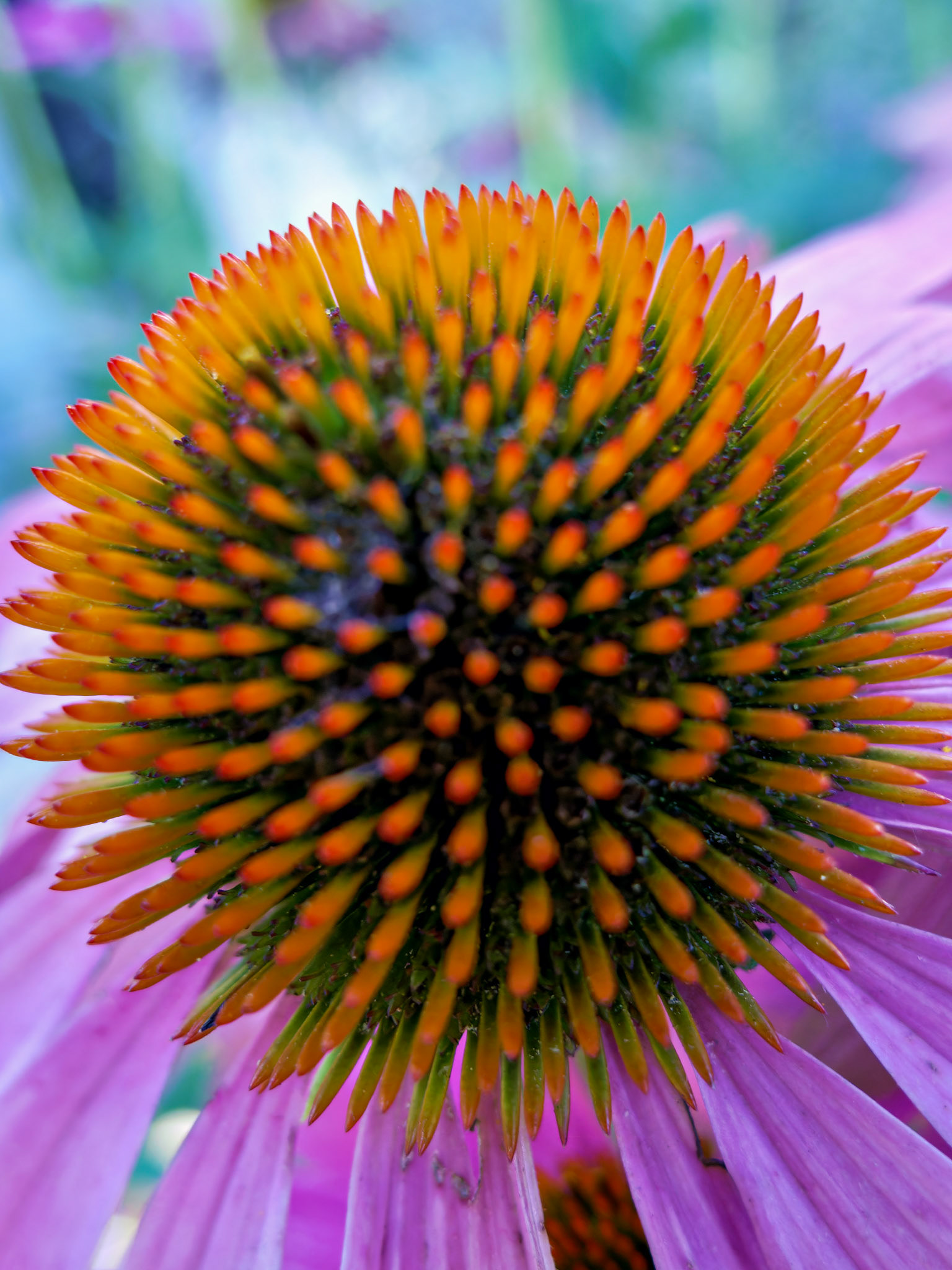 Flowers_20090823_0462_PS