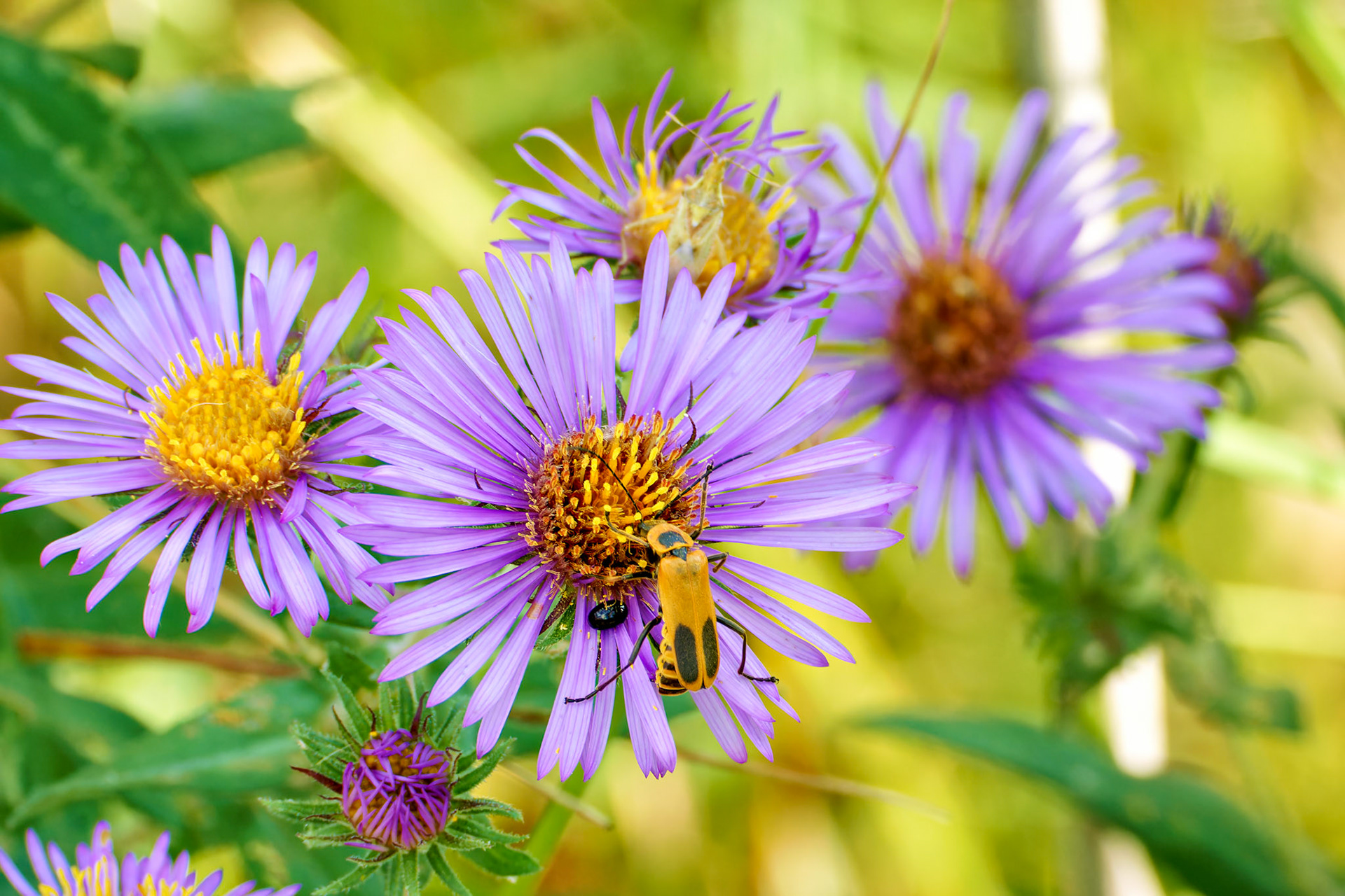 Insects_Flowers_20140831_0745_PS