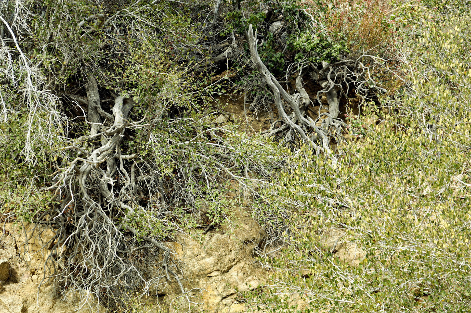 CA_LA_20051220_0264_PS