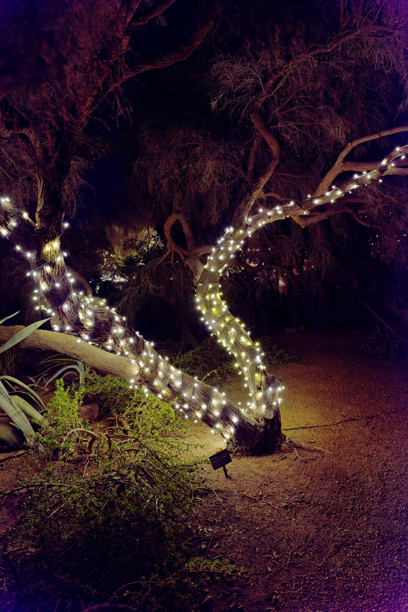 AZ_20121209_0281_PS