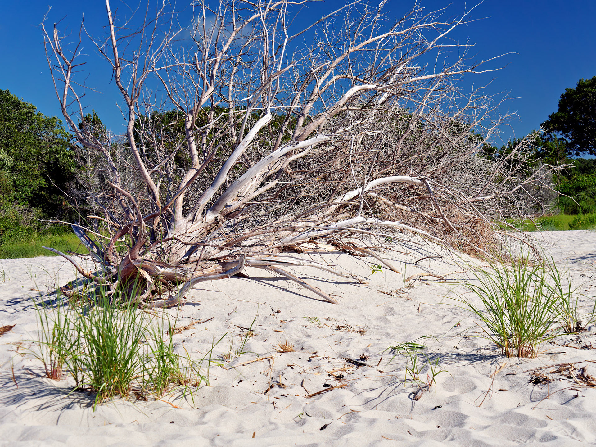 MA_CapeCod_20180724_0391_PS.dng