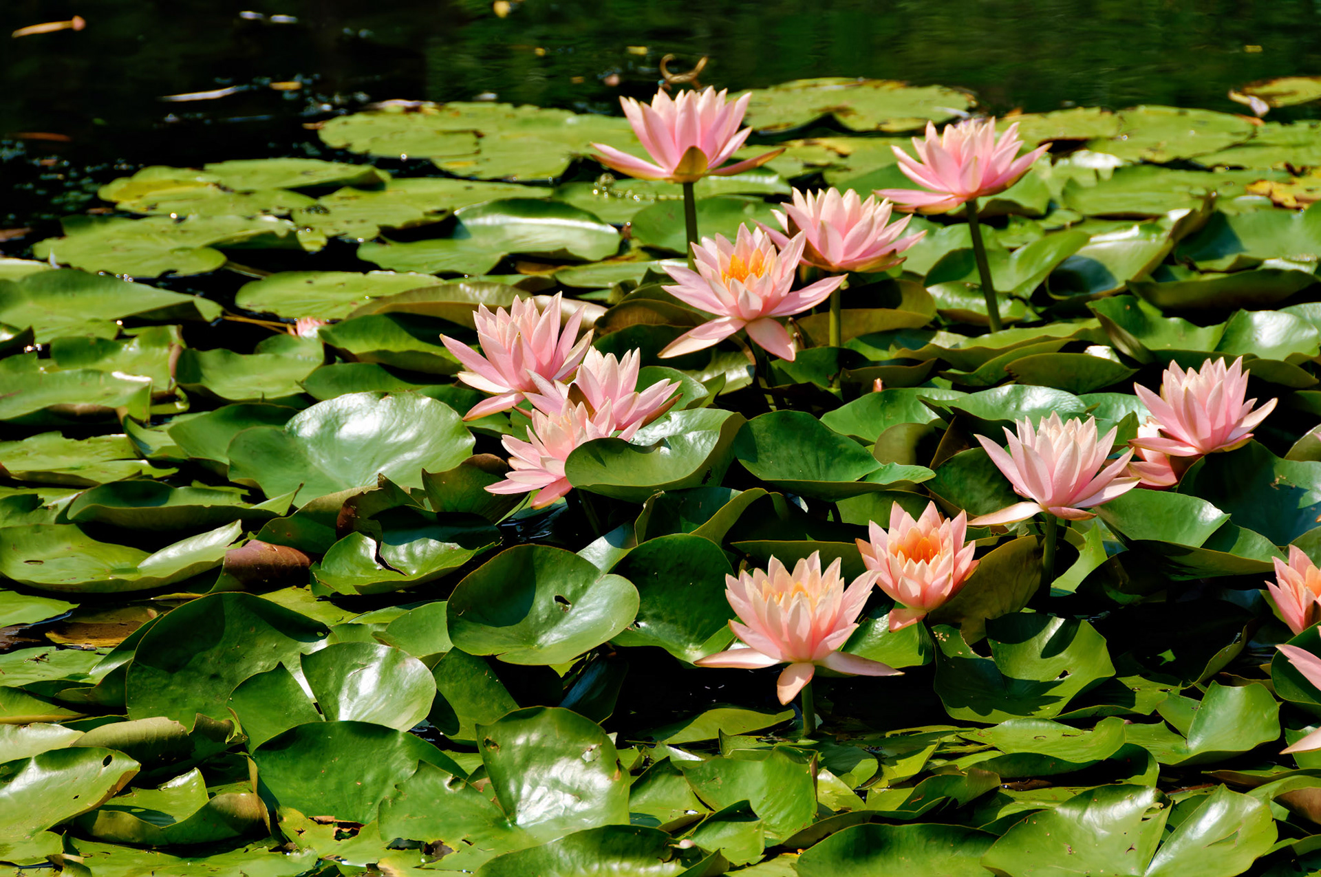 Flowers_20080814_0400_PS