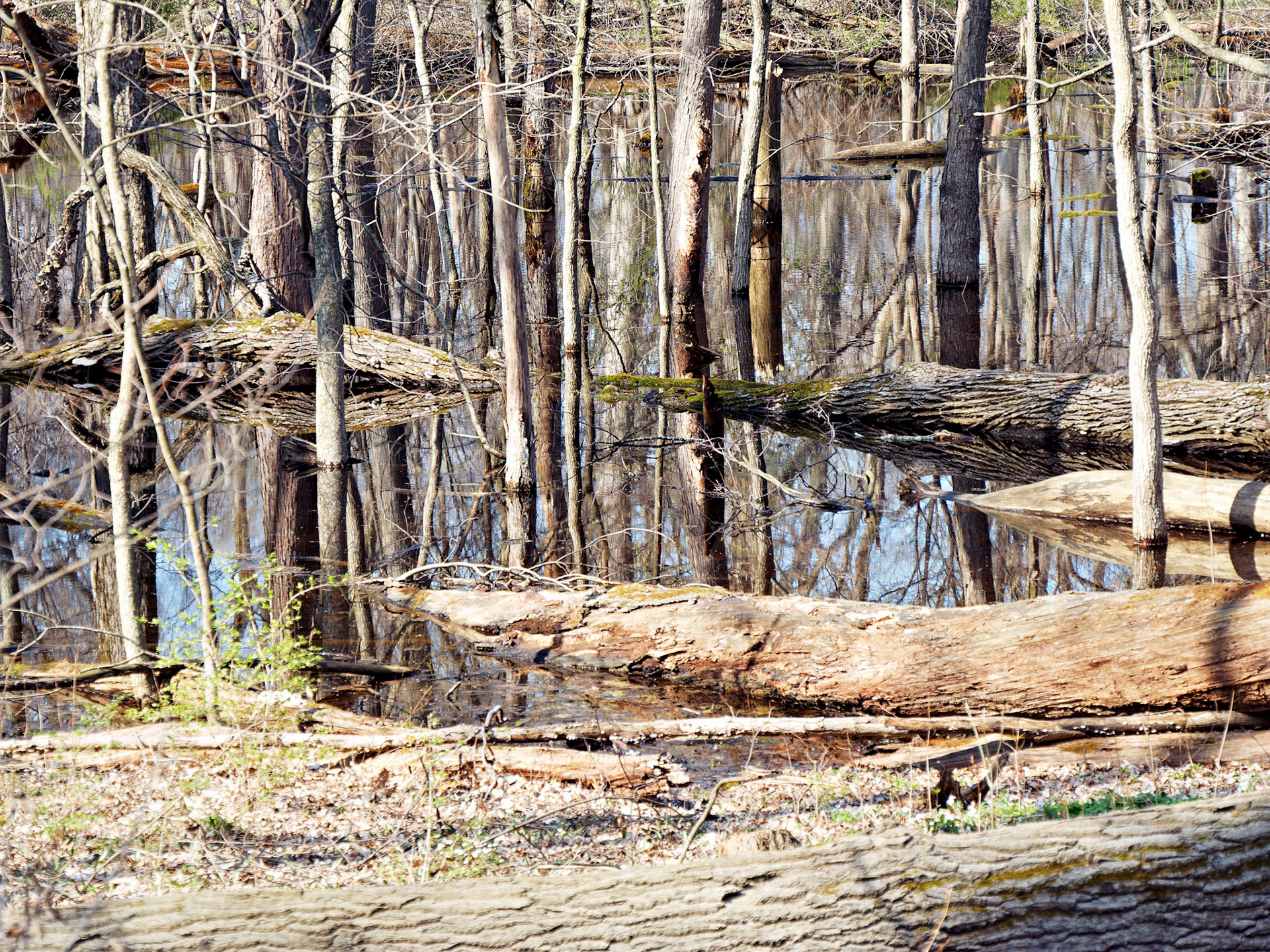 IL_Morton Arboretum_20160416_0726_PS