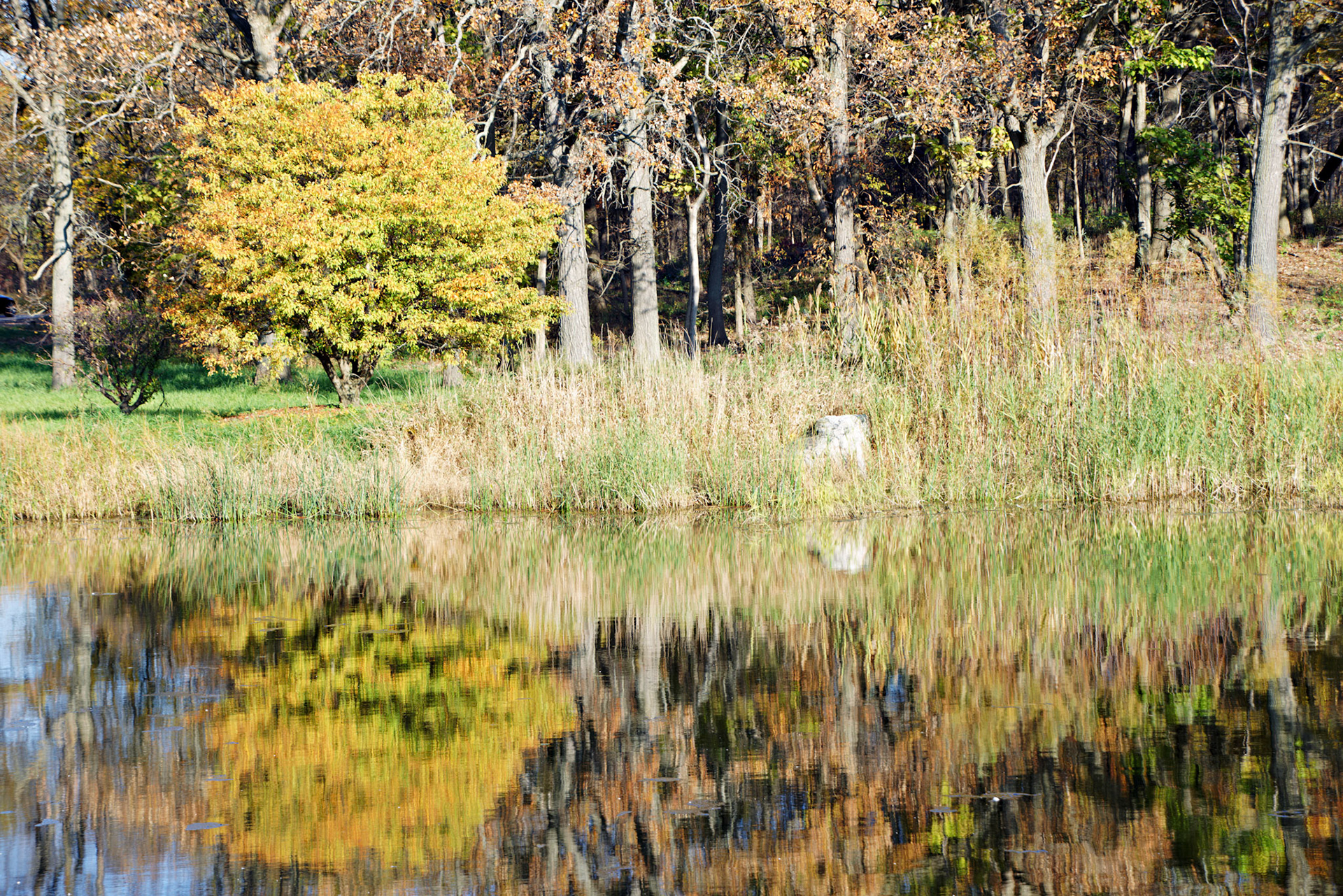 IL_Morton Arboretum_20141022_0607_PS