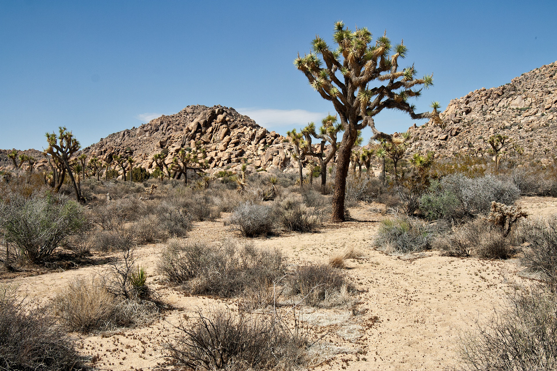 CA_JoshuaTree_20030514_0010_PS