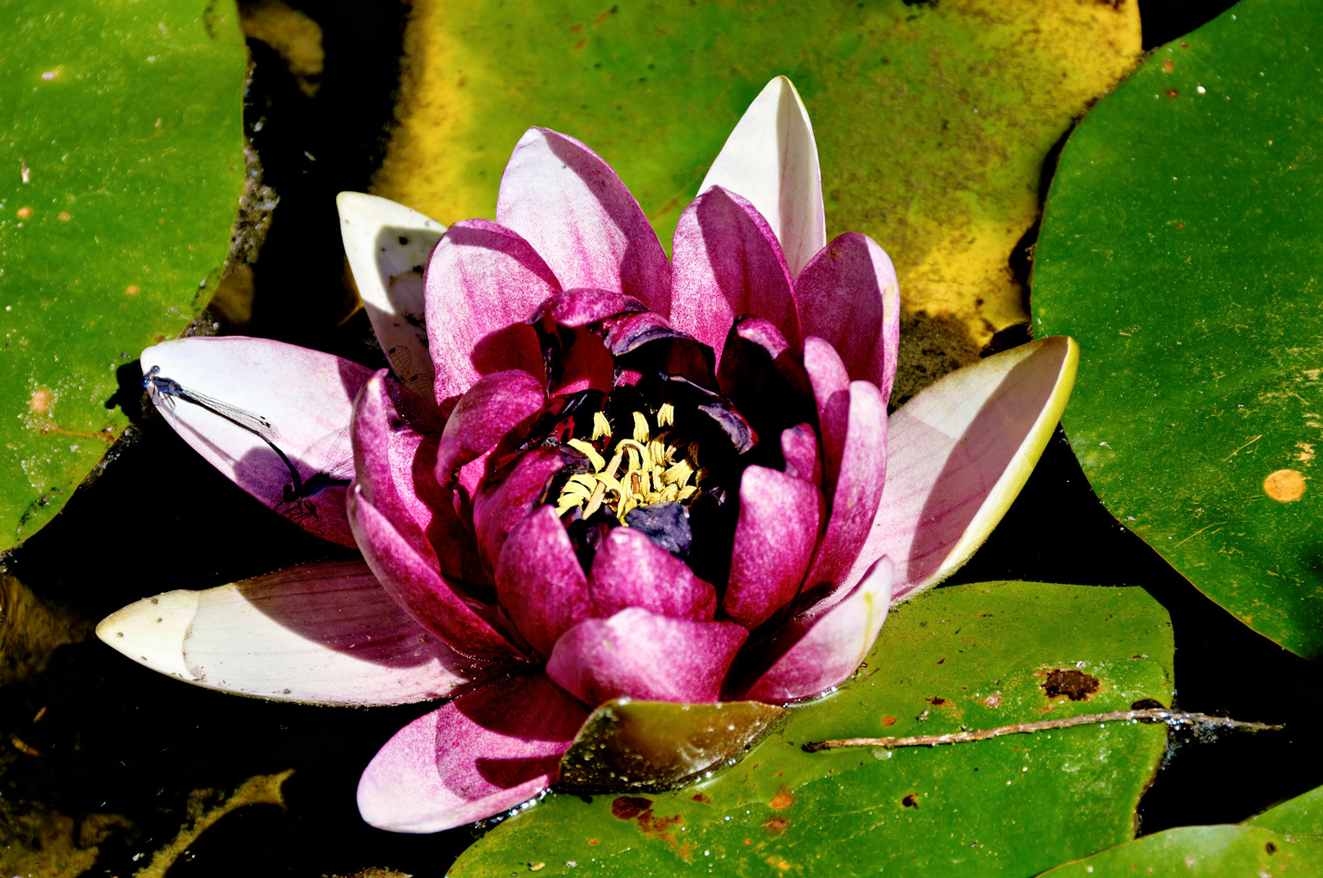 Flowers_20060918_0290_PS