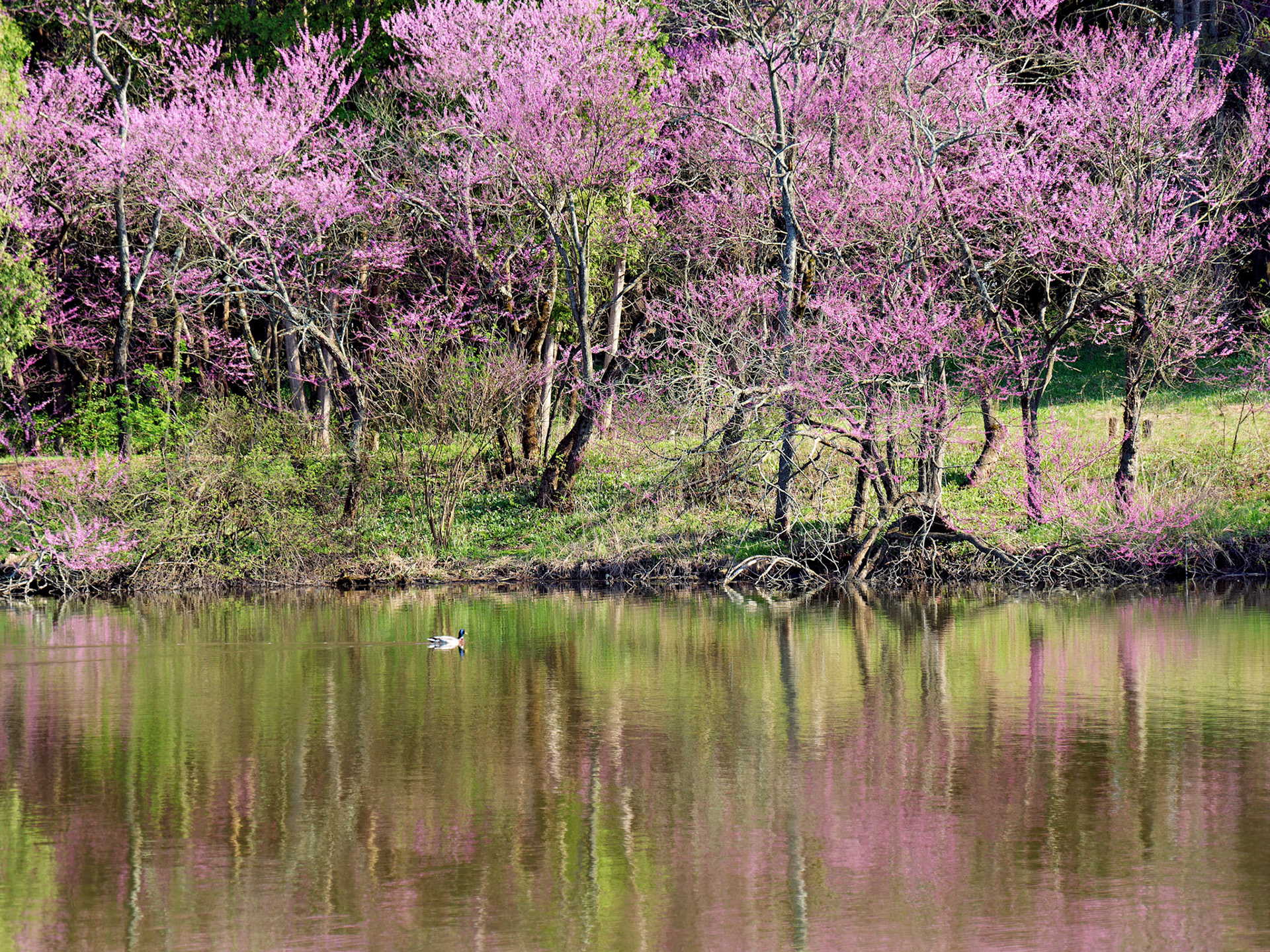 IL_Morton Arboretum_20180507_0808_PS