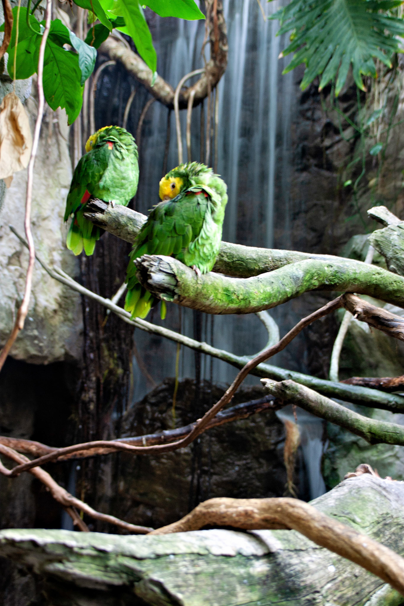 Birds_Wildlife_20021106_0050_PS