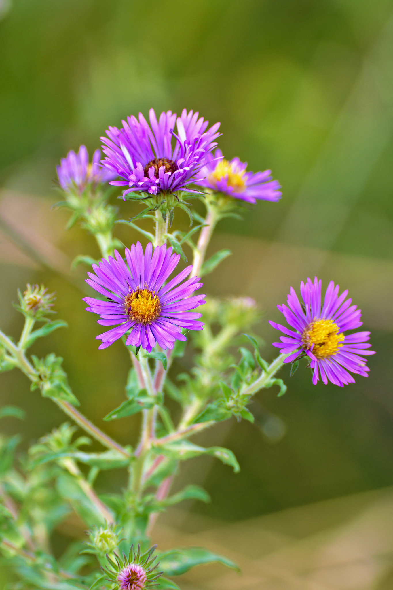 Flowers_20140831_0756_PS