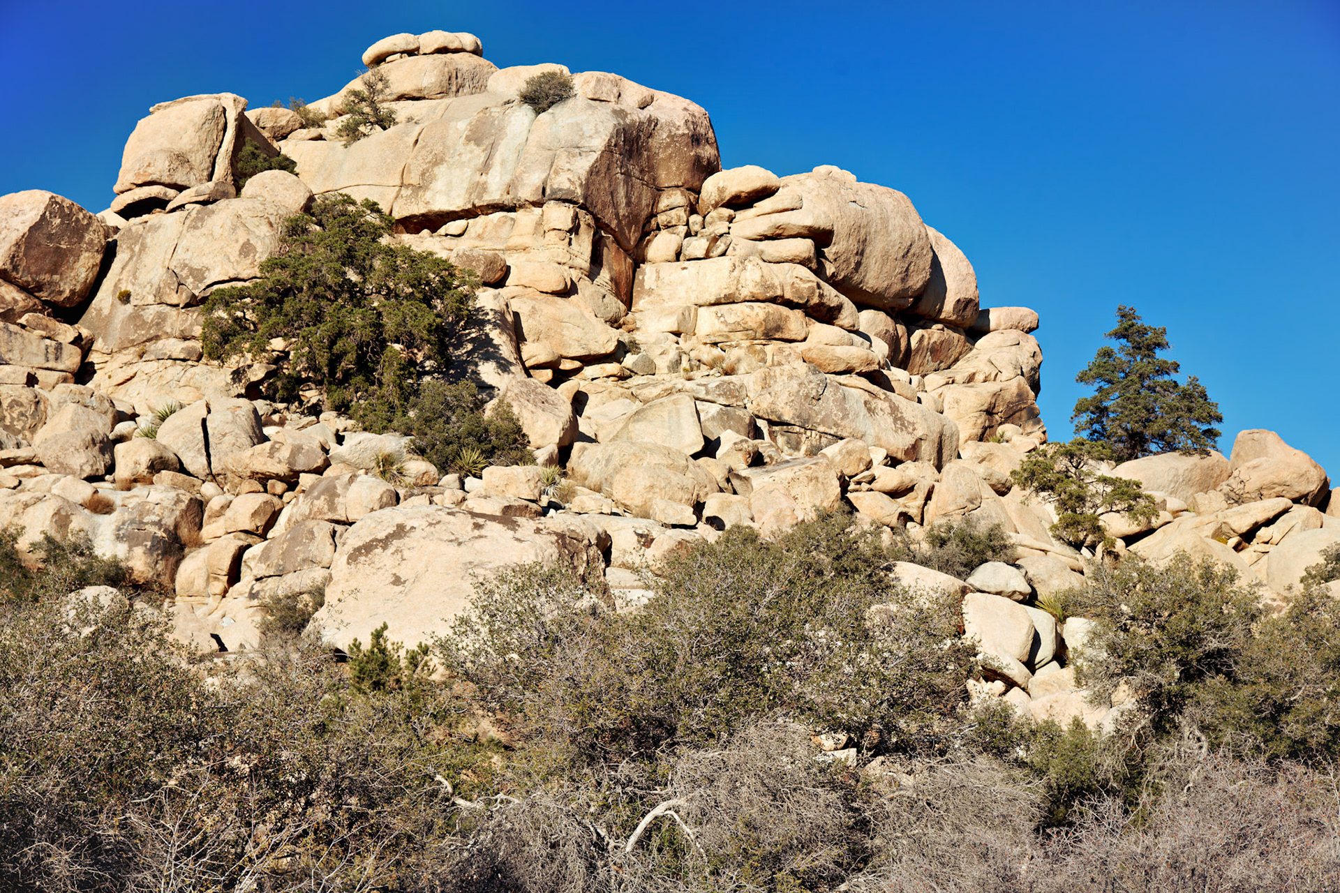 CA_JoshuaTree_20111114_0254_PS