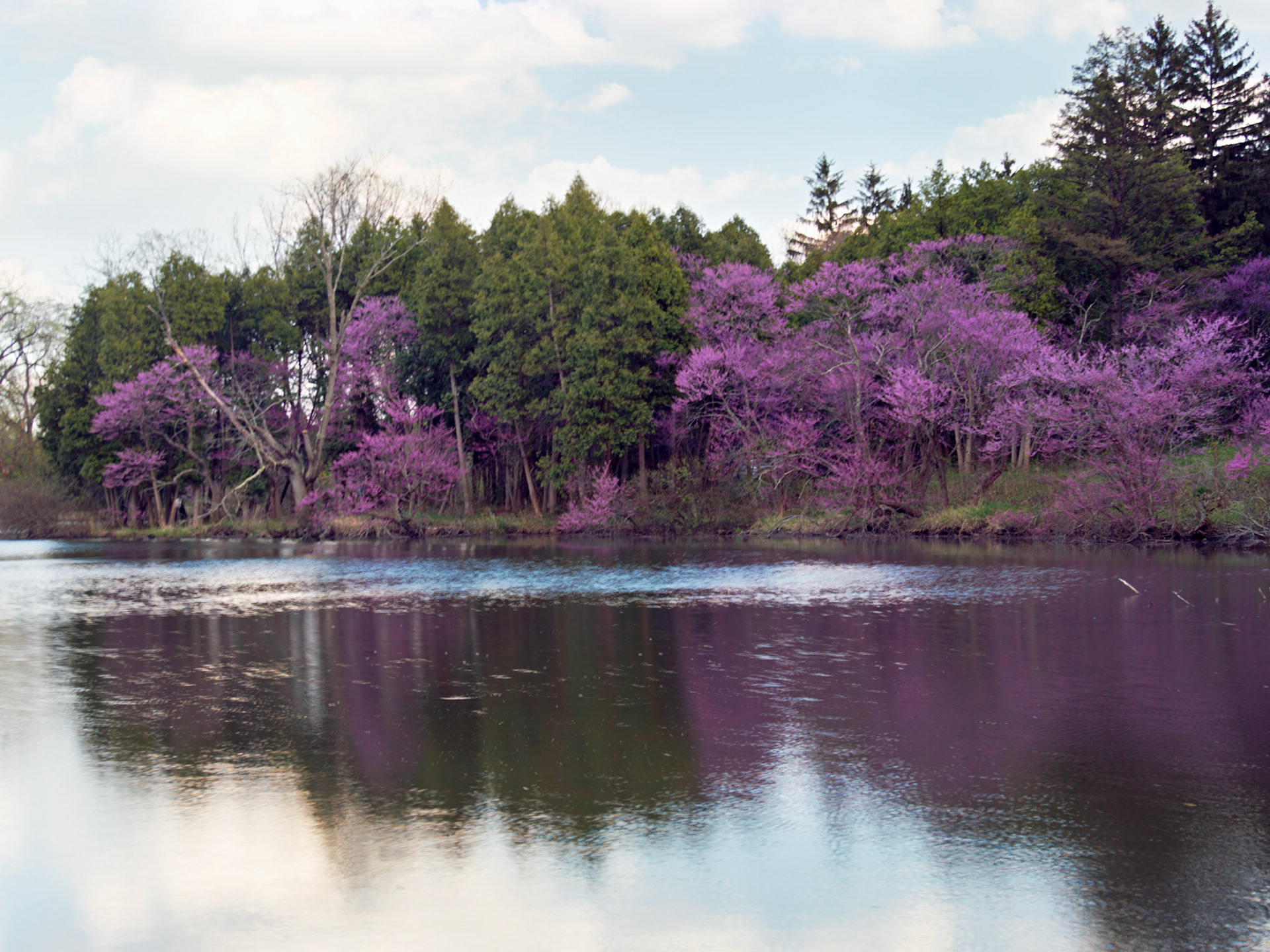 IL_Morton Arboretum_20160425_0745_PS