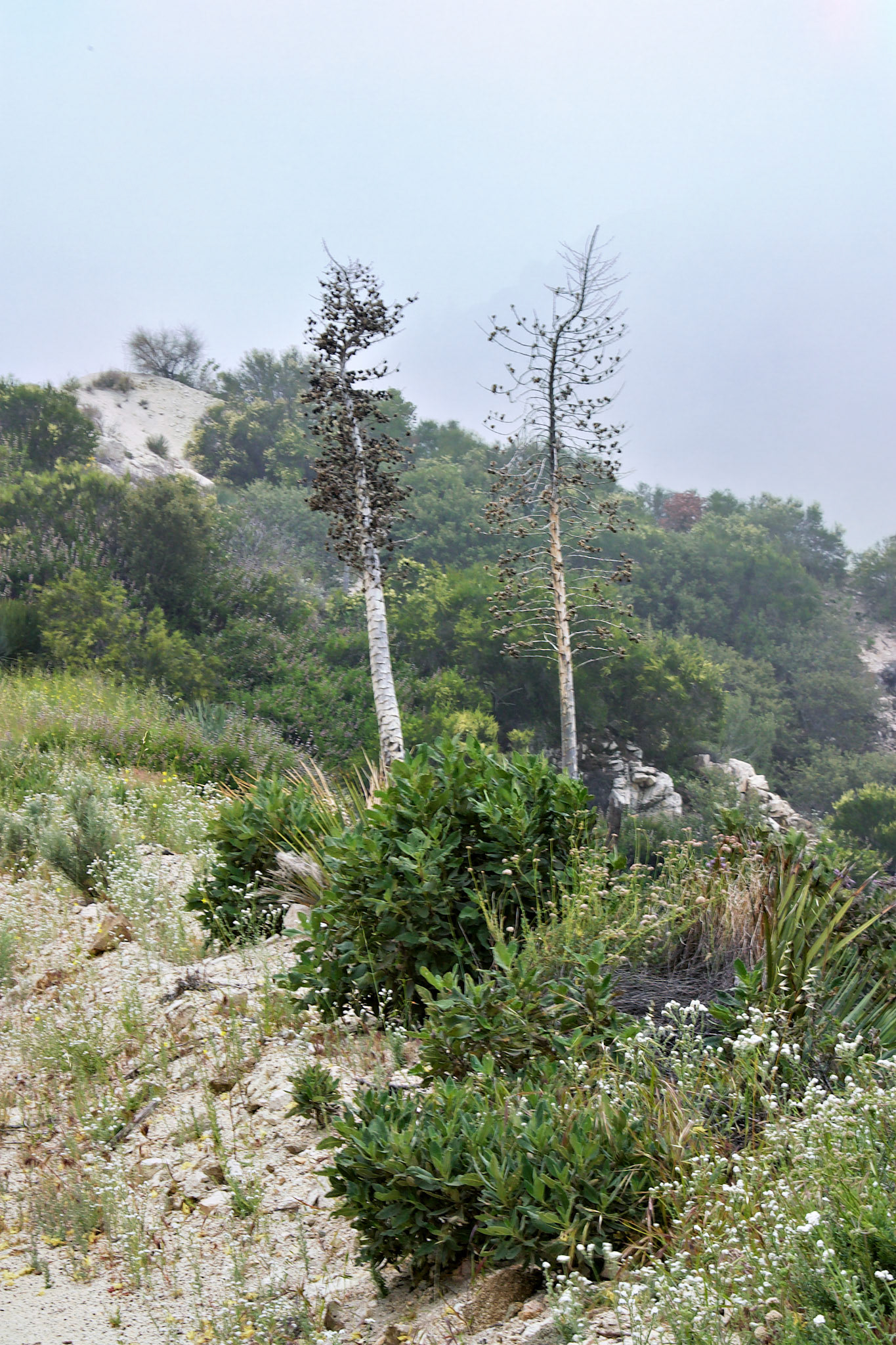 CA_LA_20030514_0035_PS