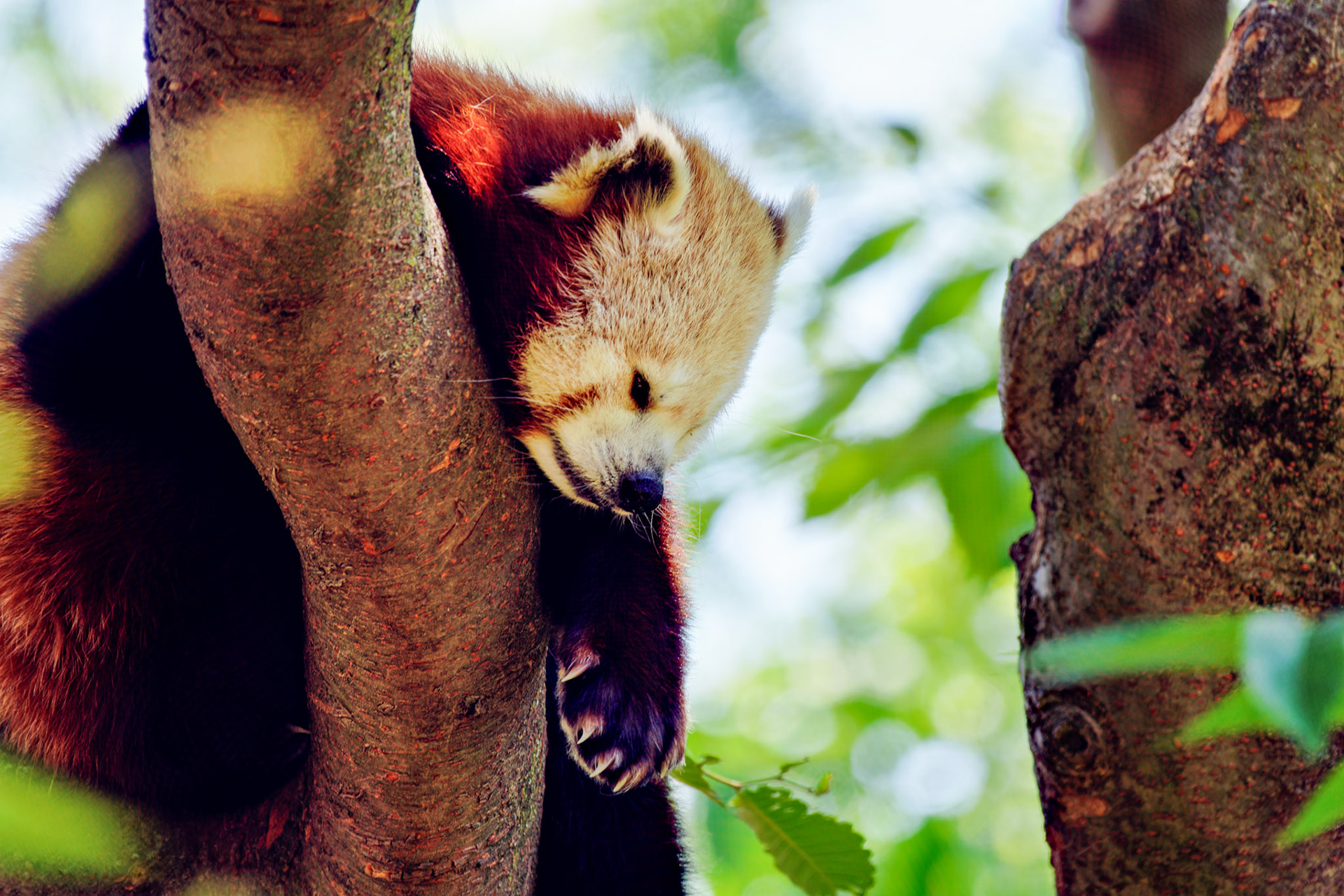 Wildlife_IN_Indianapolis Zoo_20170608_0214_PS