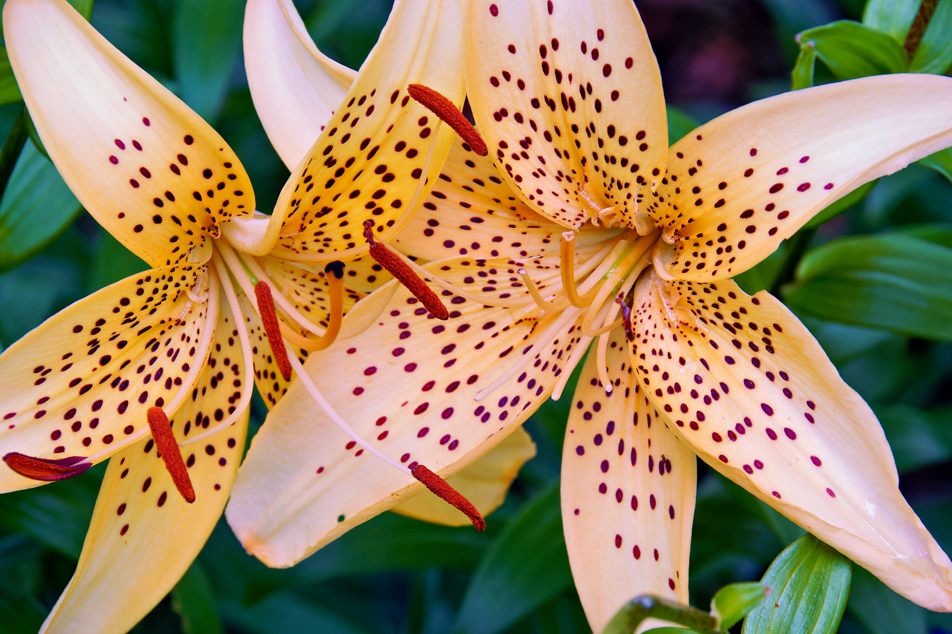 Flowers_20140629_0680_PS