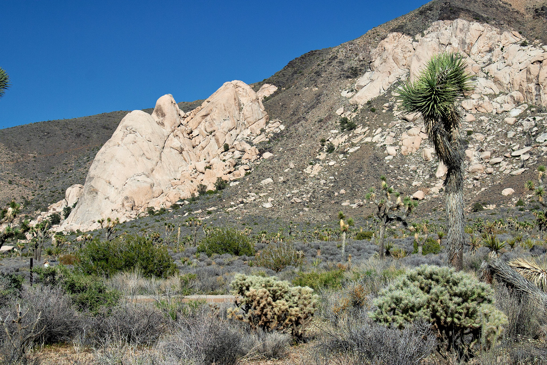 CA_JoshuaTree_20030514_0032_PS