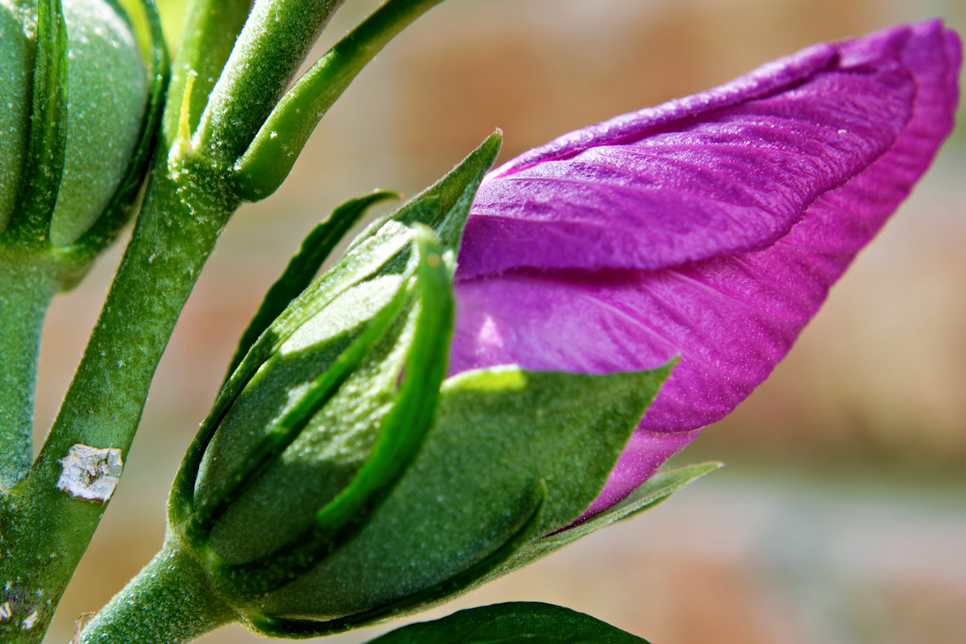 Flowers_20130804_0619_PS