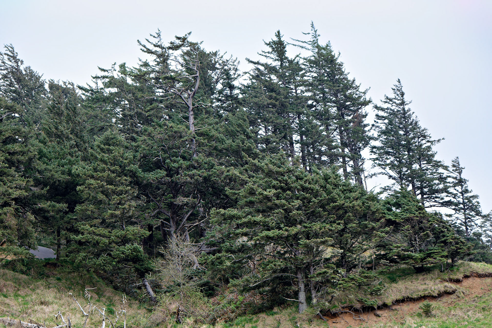 OR_Coast_20130418_0041_PS.tif