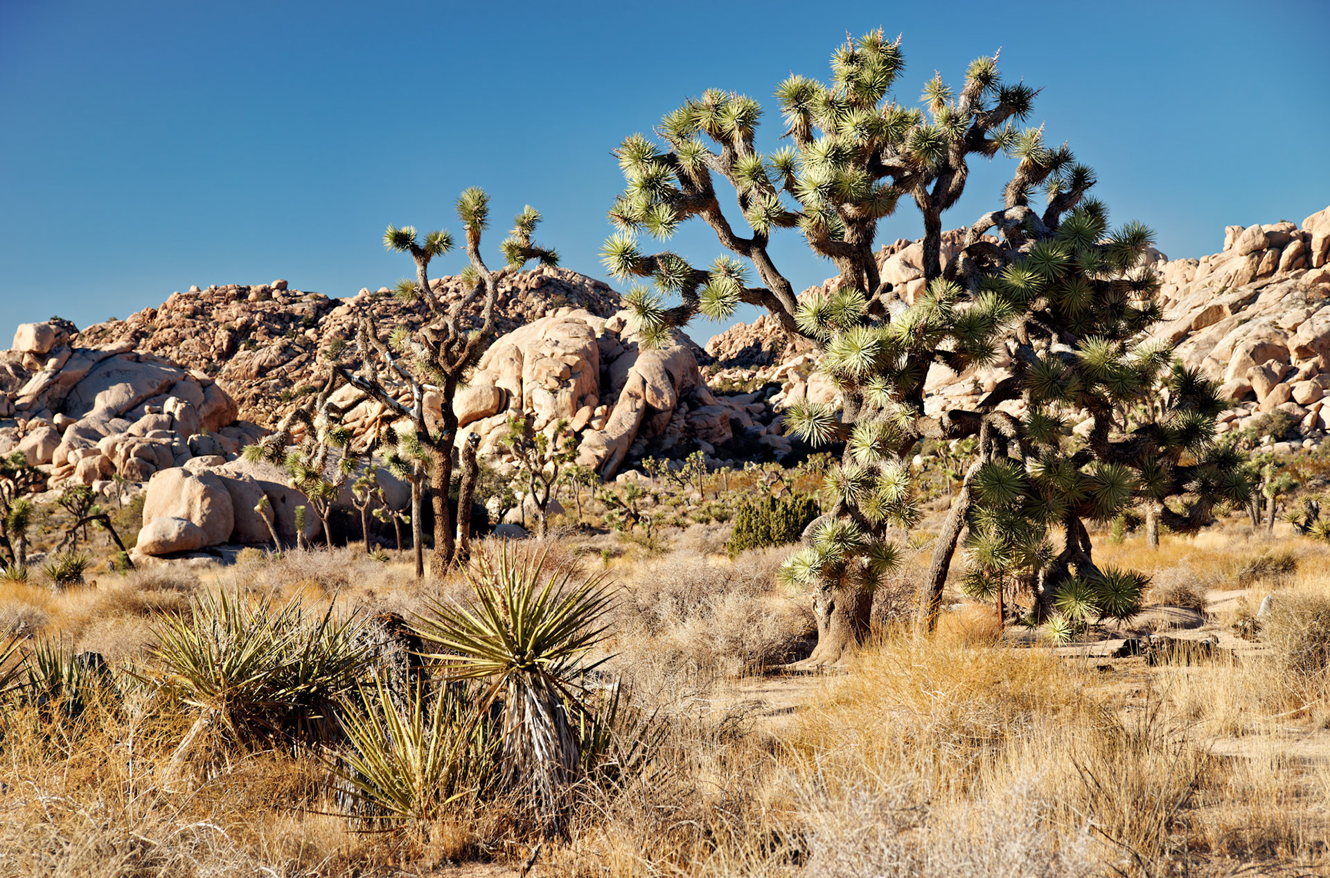 CA_JoshuaTree_20111114_0247_PS
