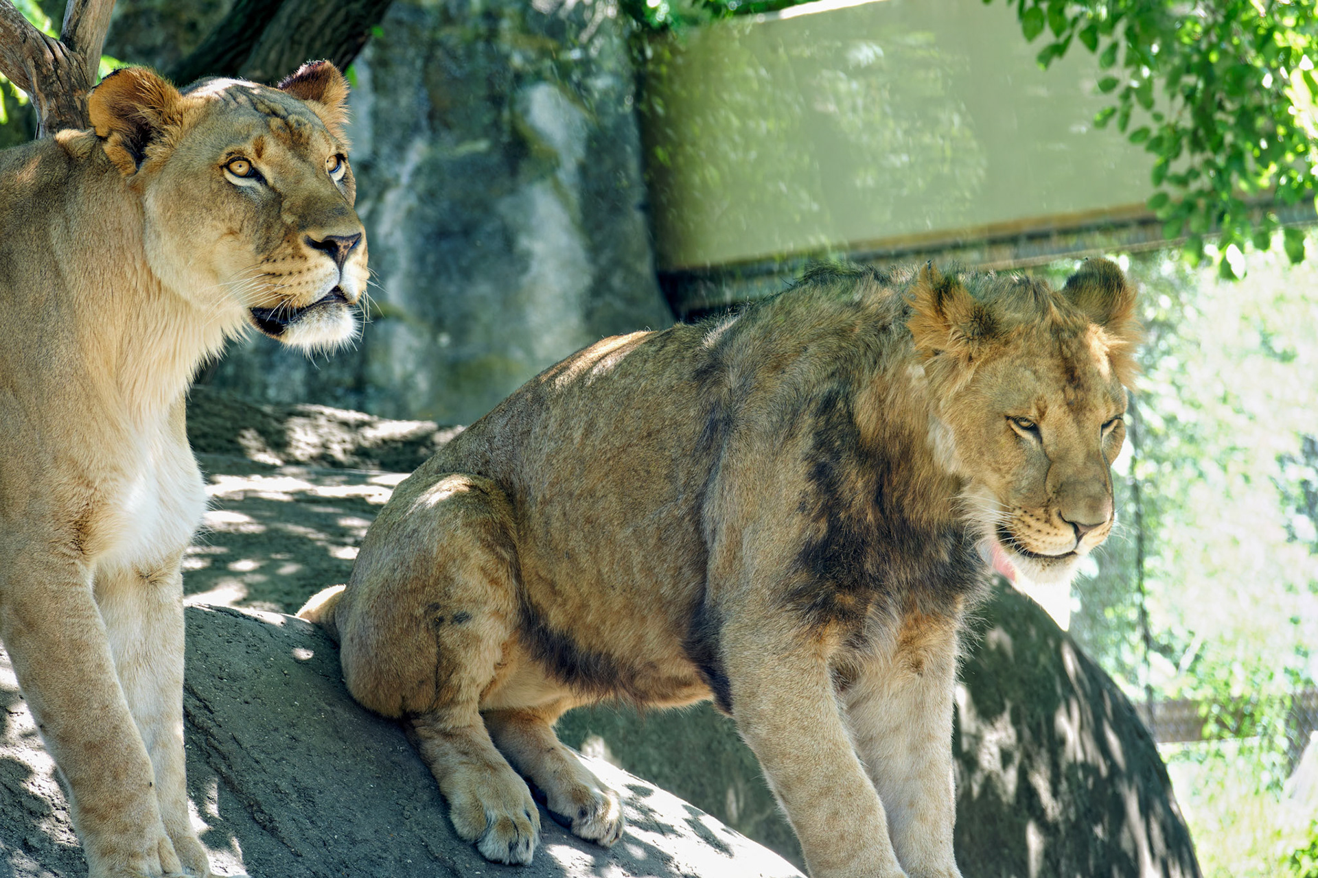Wildlife_IN_Indianapolis Zoo_20170608_0248_PS