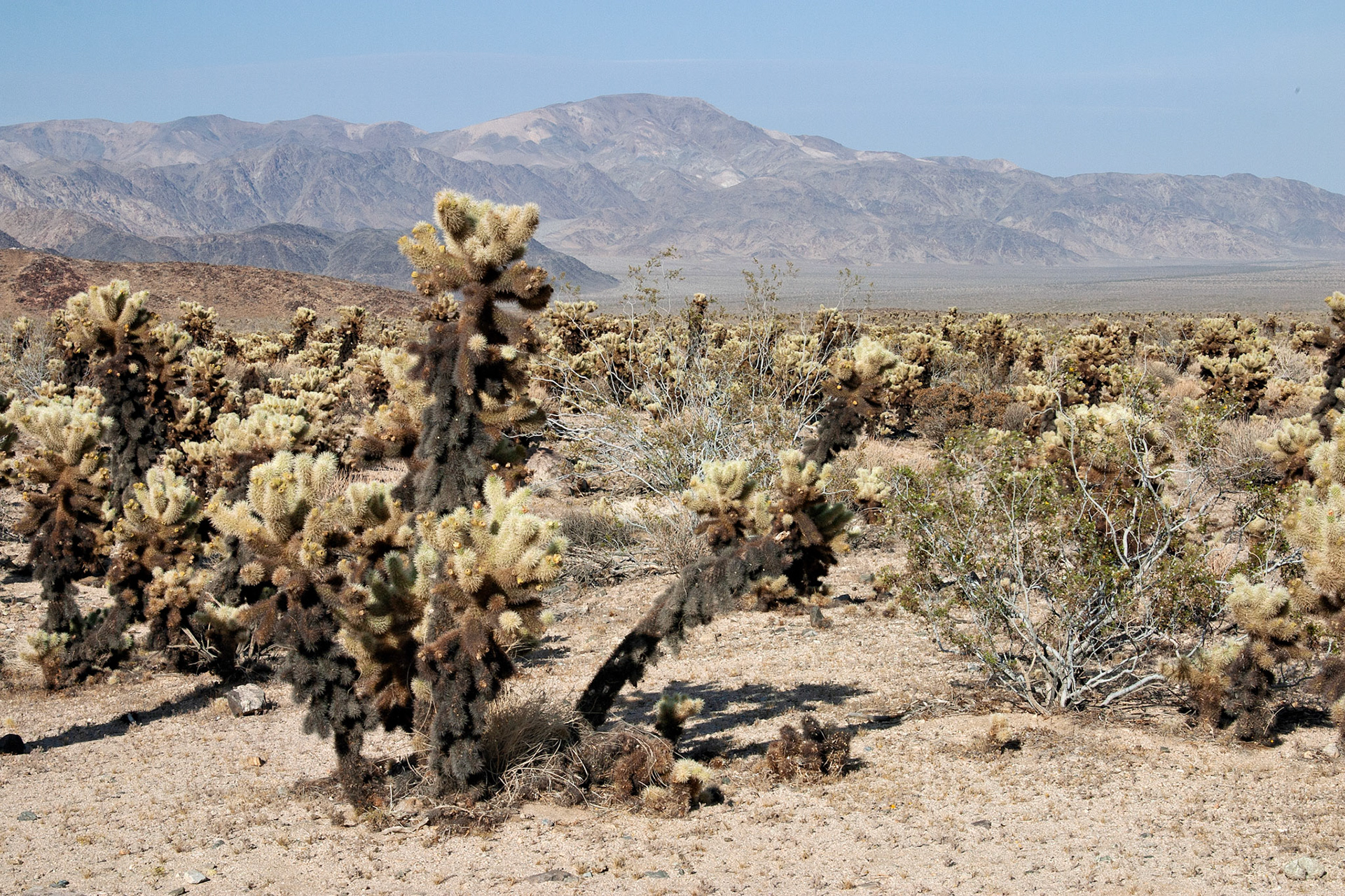 CA_JoshuaTree_20030514_0040_PS
