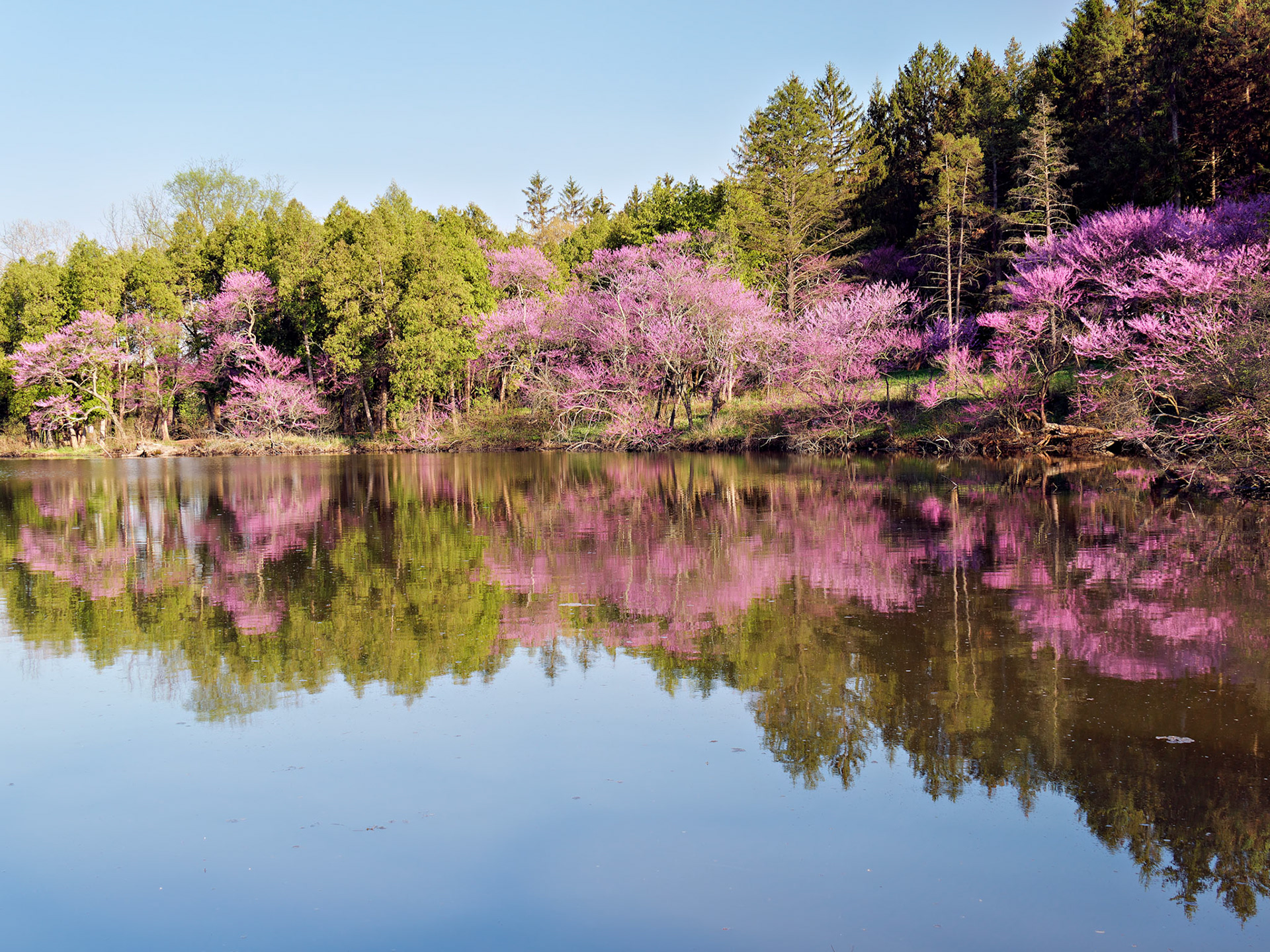 IL_Morton Arboretum_20180507_0857_PS