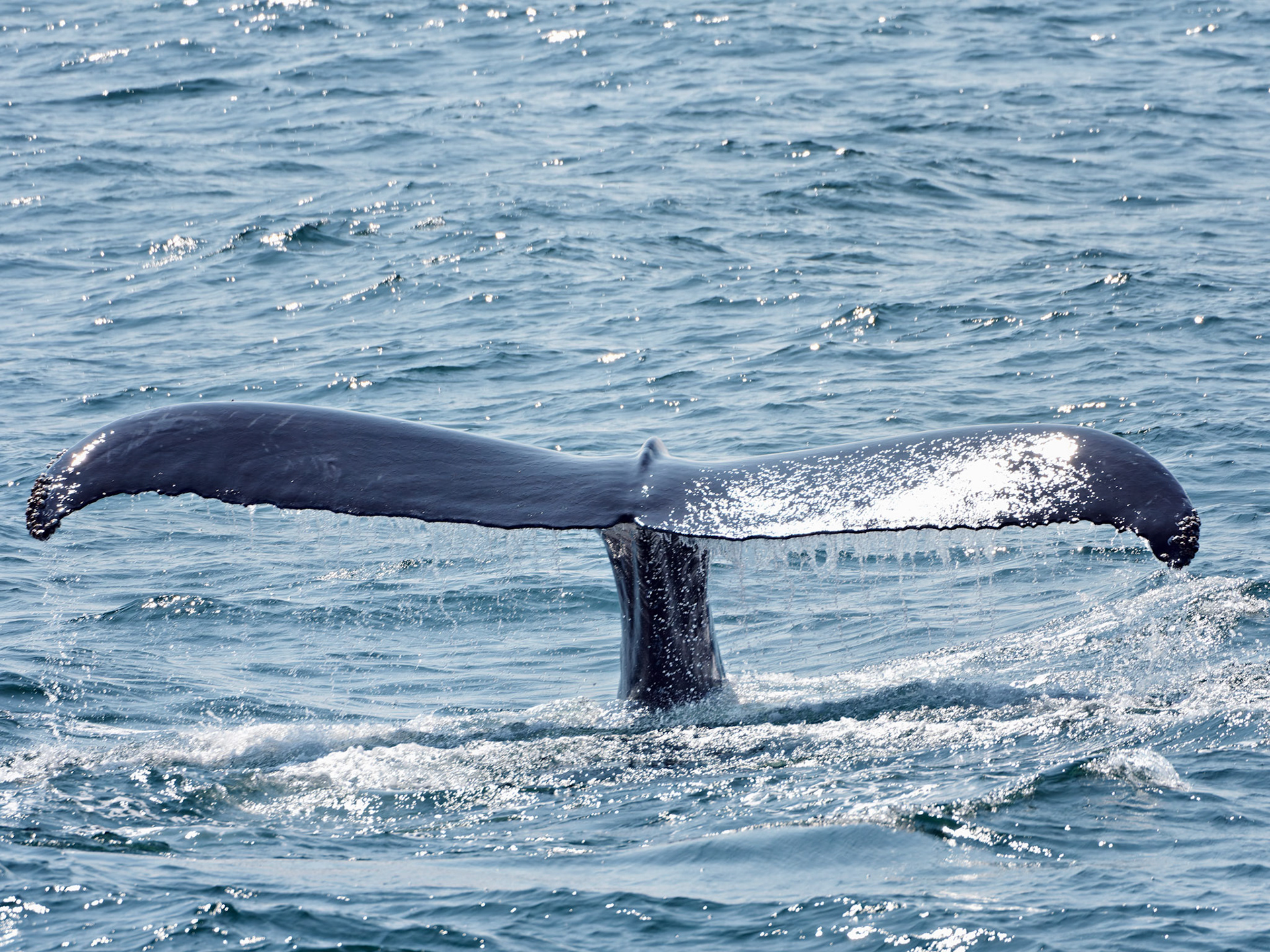 MA_CapeCodProvincetown_20180727_0052_PS.tif
