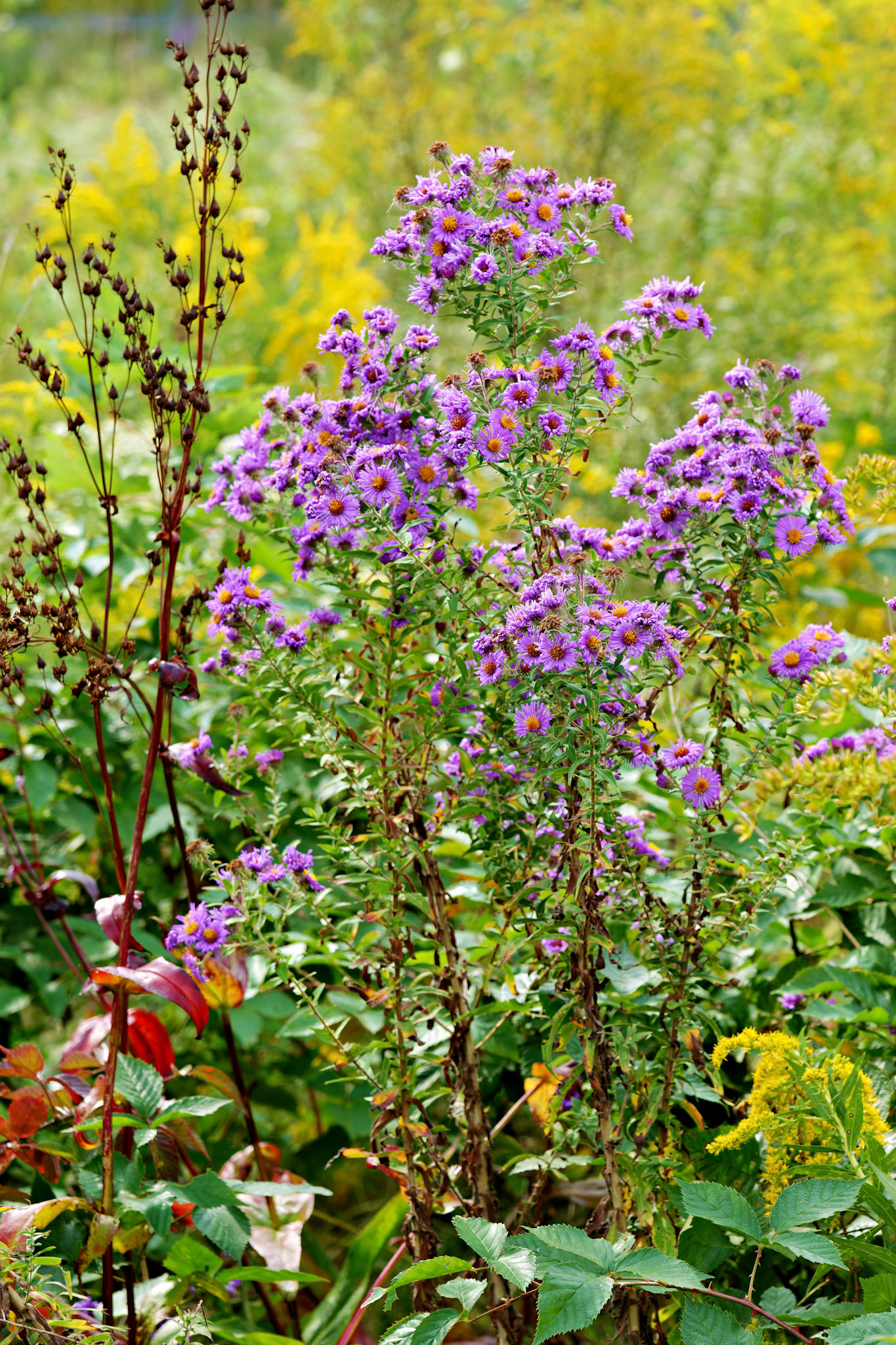 Flowers_20120928_0571_PS