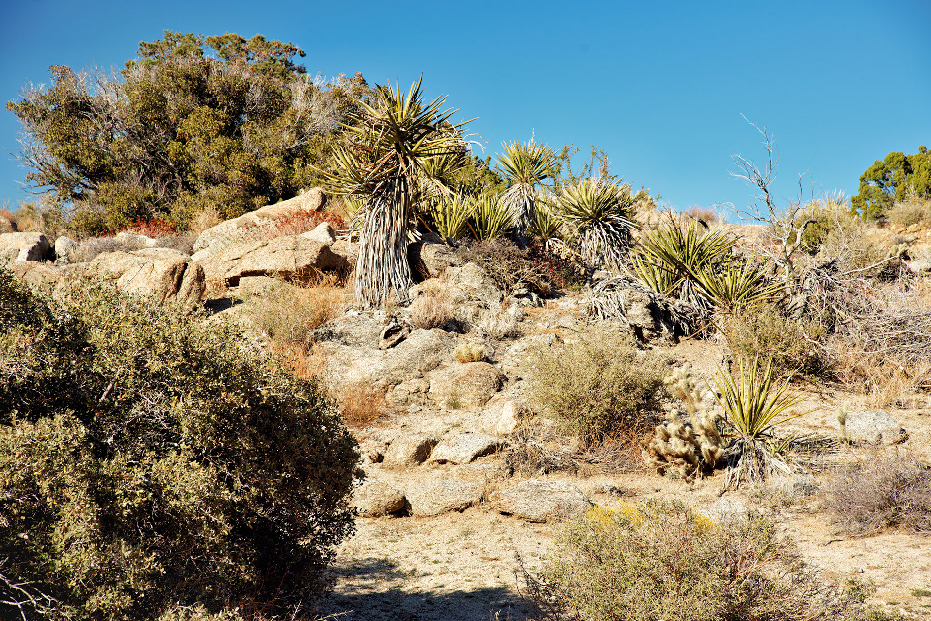 CA_PalmSprings_20111116_0433_PS