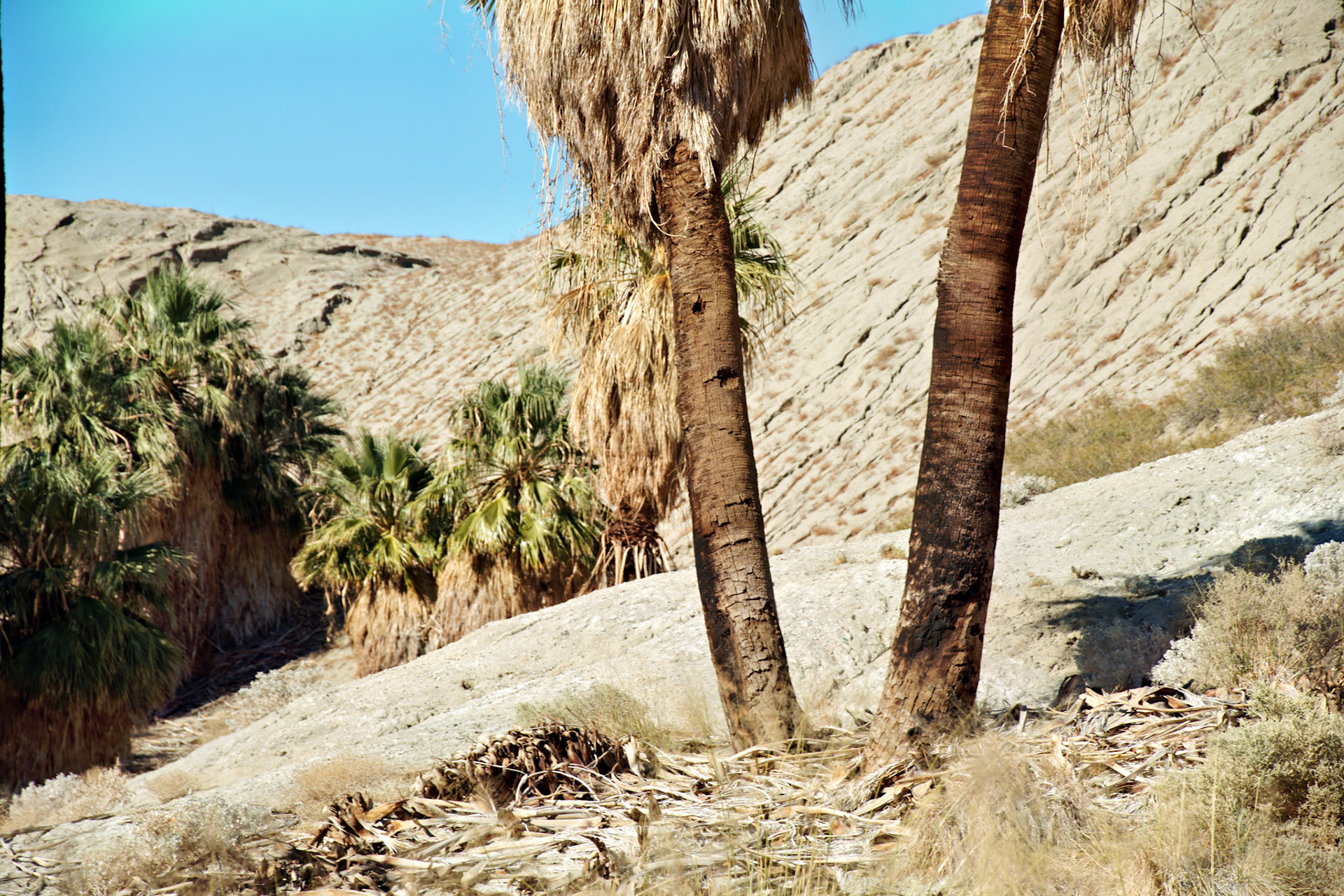 CA_PalmSprings_20111117_0491_PS