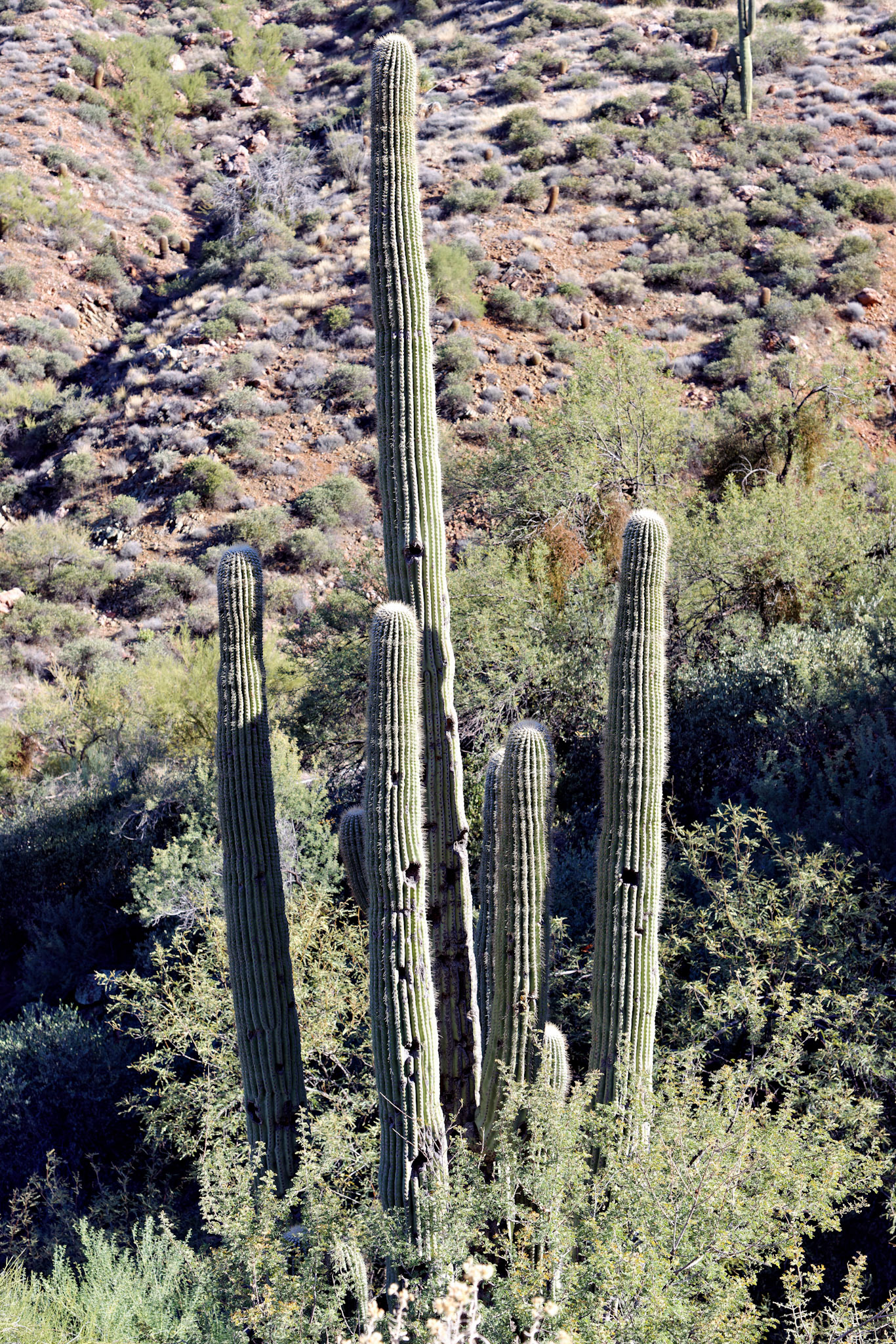AZ_20121210_0396_PS