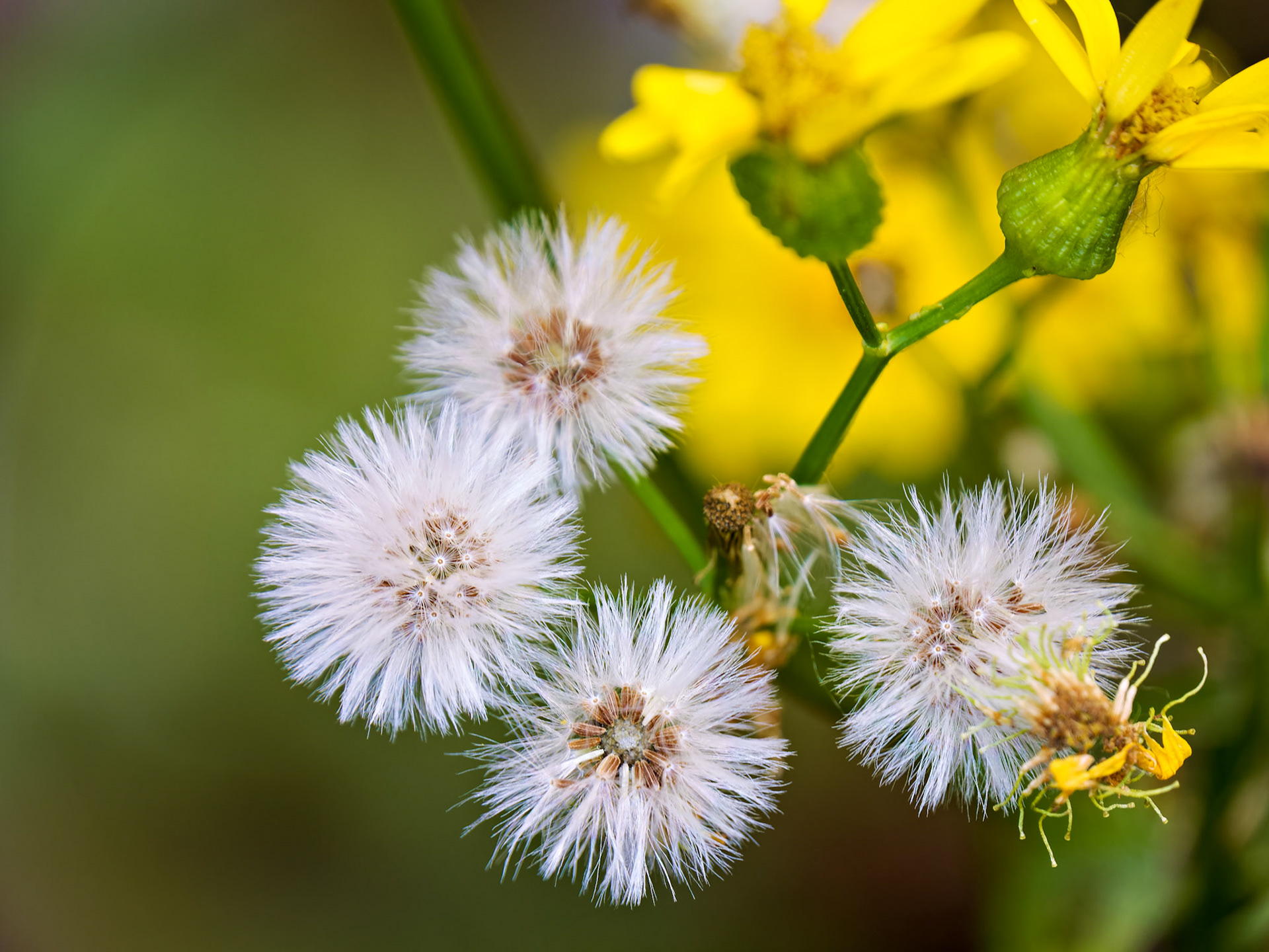 Flowers_20220101-0001_PS