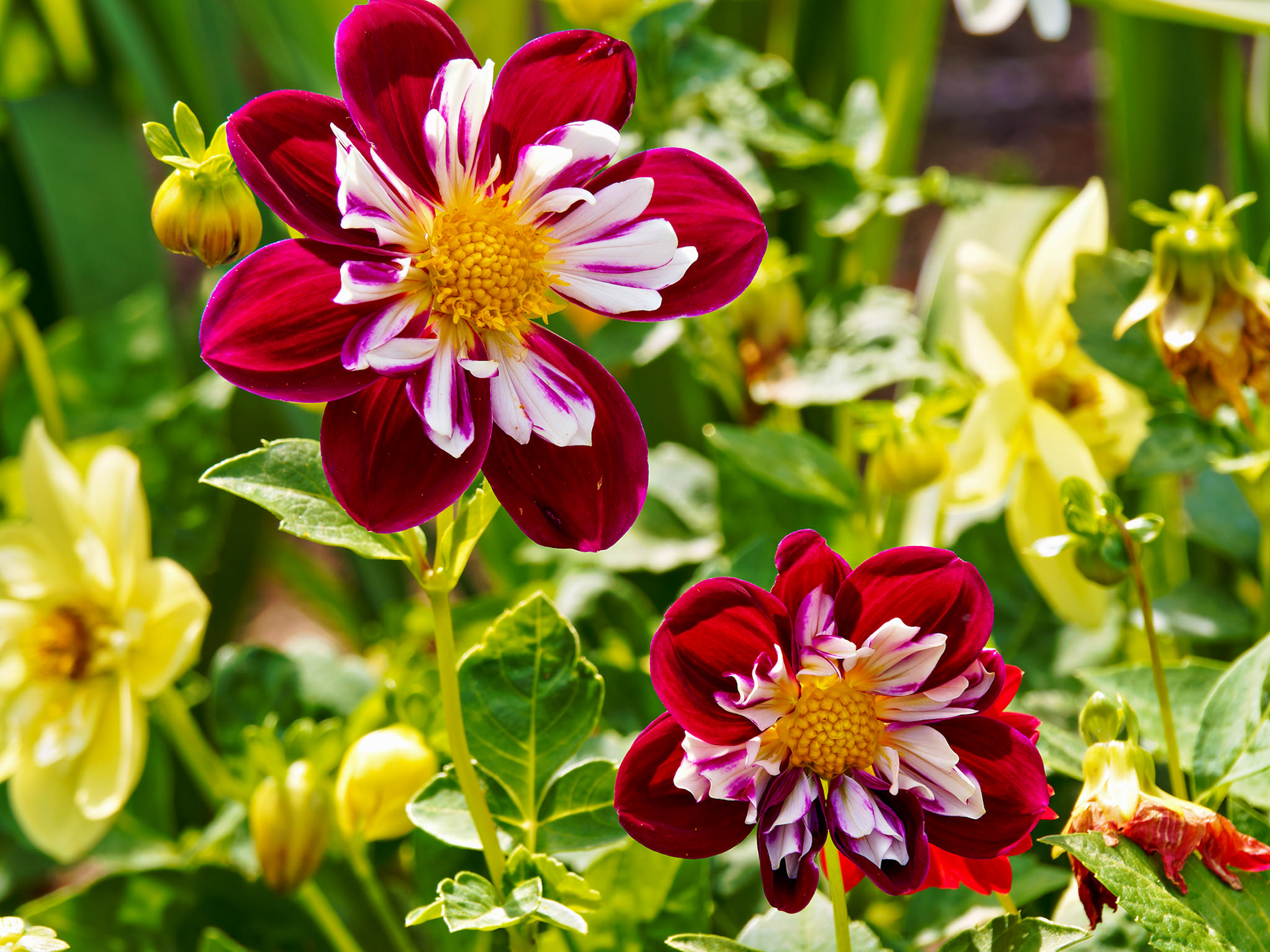 Flowers_20130817_0629_PS