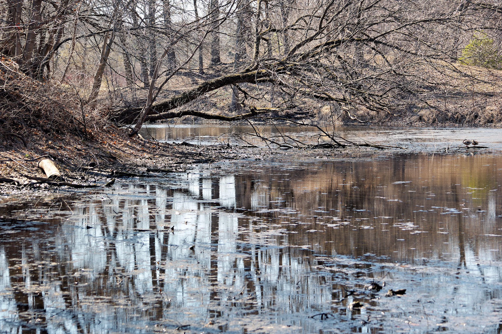 IL_Morton Arboretum_20150402_0648_PS